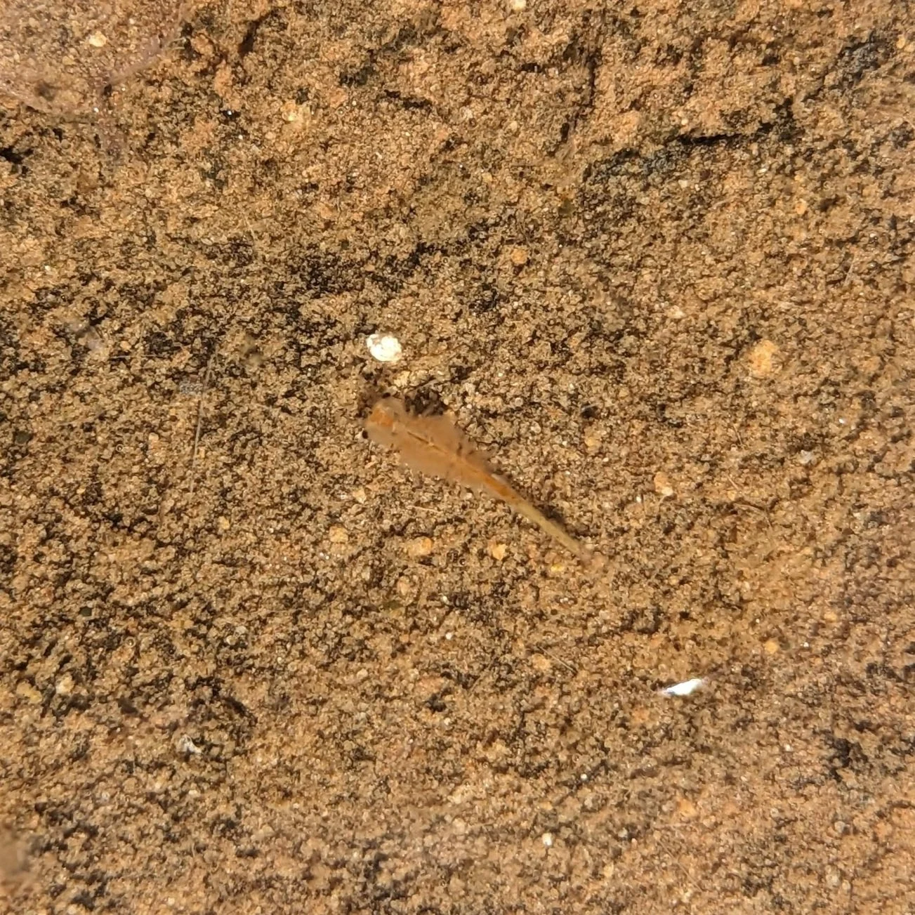 That, right in the middle, is a fairy shrimp or desert shrimp. They live their lifecycle in potholes that collect water when it rains. In the short time that the hole is full of water, they hatch, grow and mate (or fertilize their own eggs). Their e