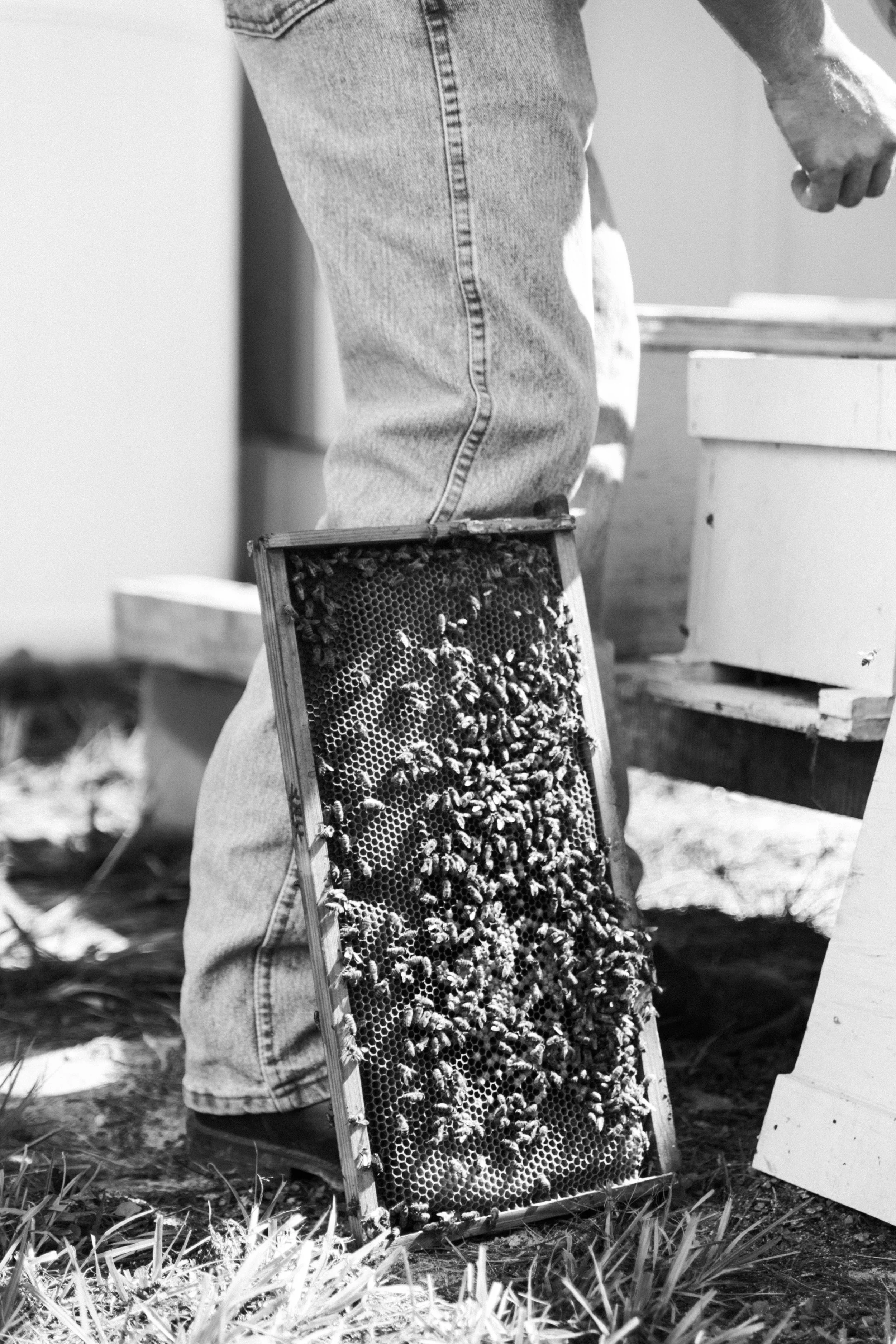 A person in jeans working with a beekeeping frame covered in bees, outdoors near a beehive.