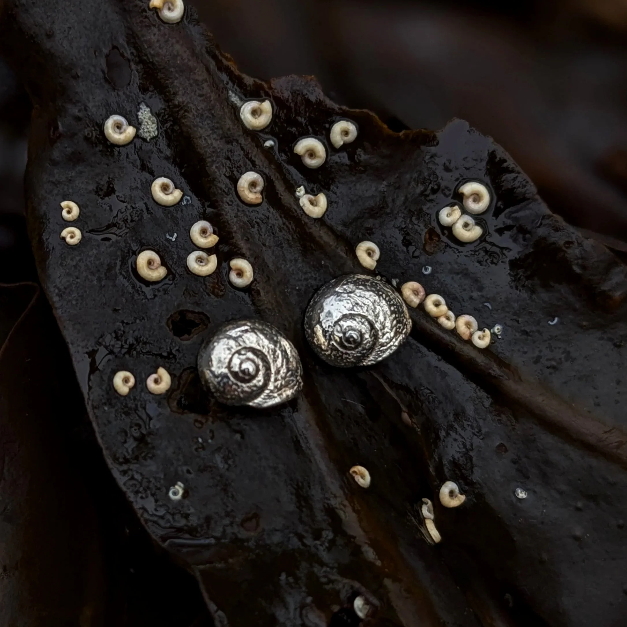 Moon Snail Studs | 100% Recycled Sterling Silver Stud Earrings