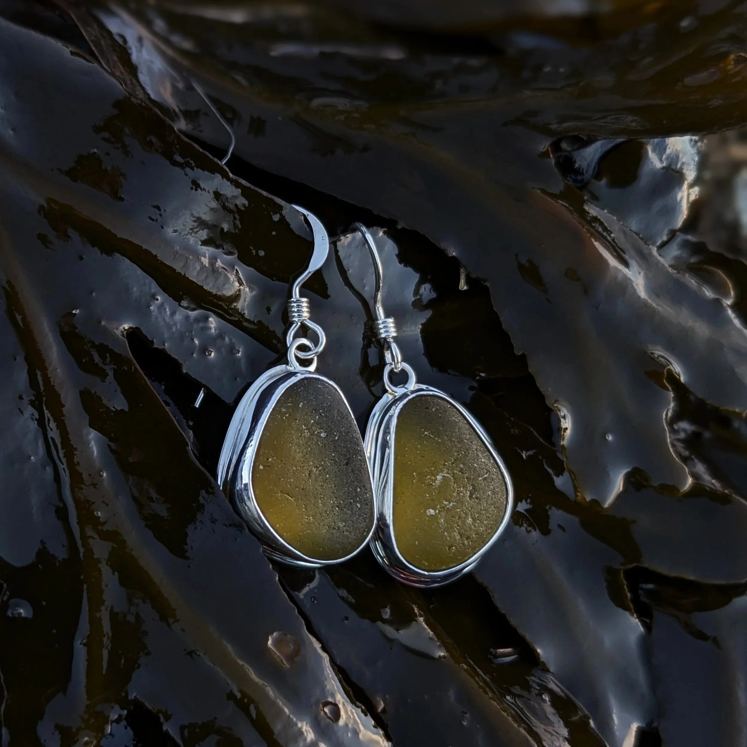 A pair of earrings with teardrop-shaped green sea glass set in sterling silver, resting against dark seaweed with small white barnacles.