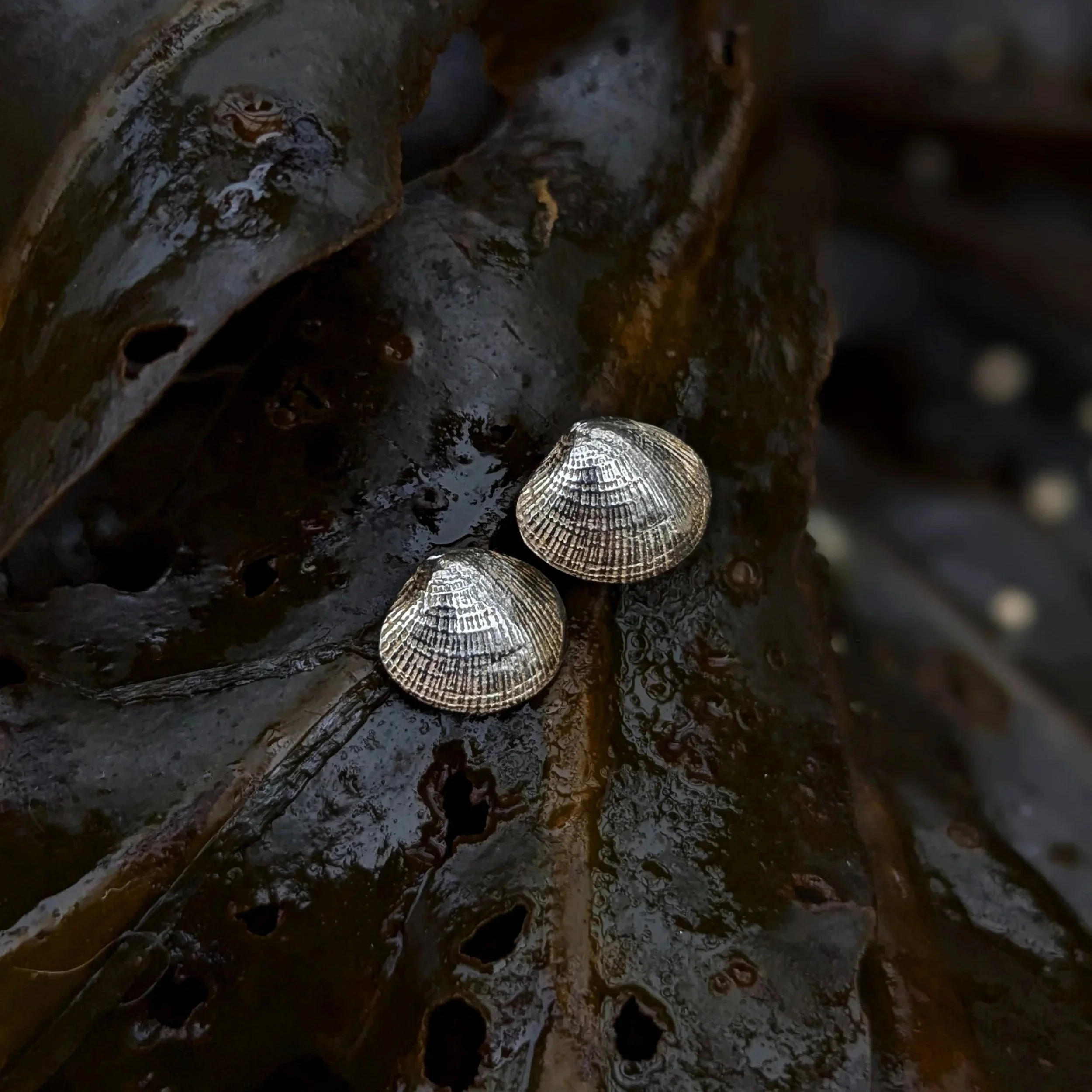Clam Shell Studs | 100% Recycled Sterling Silver