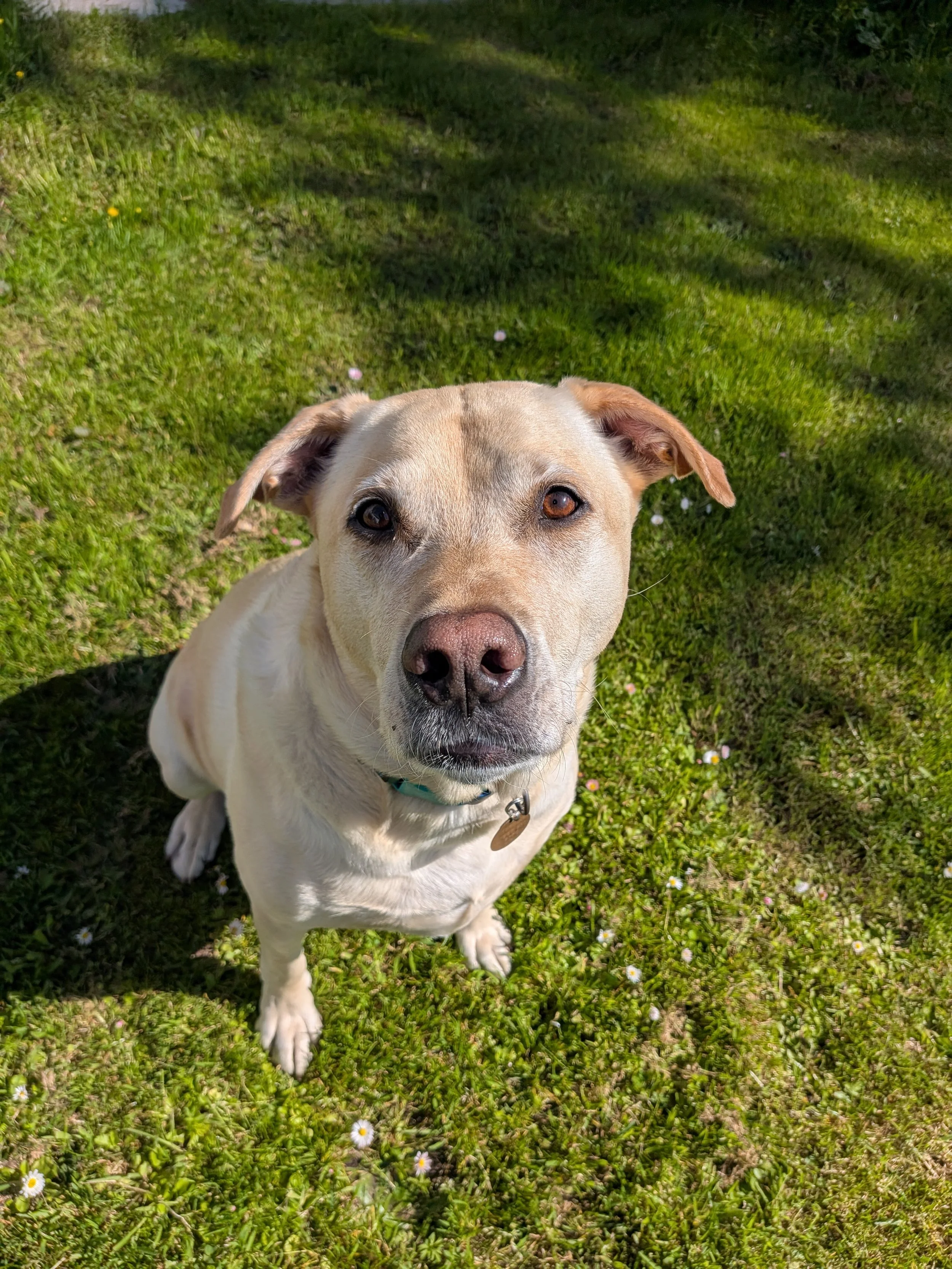 Close-up of a happy, tan-colored dog with a dark nose and dark eyes, wearing a teal collar, outdoors on the beaches of Haida Gwaii.