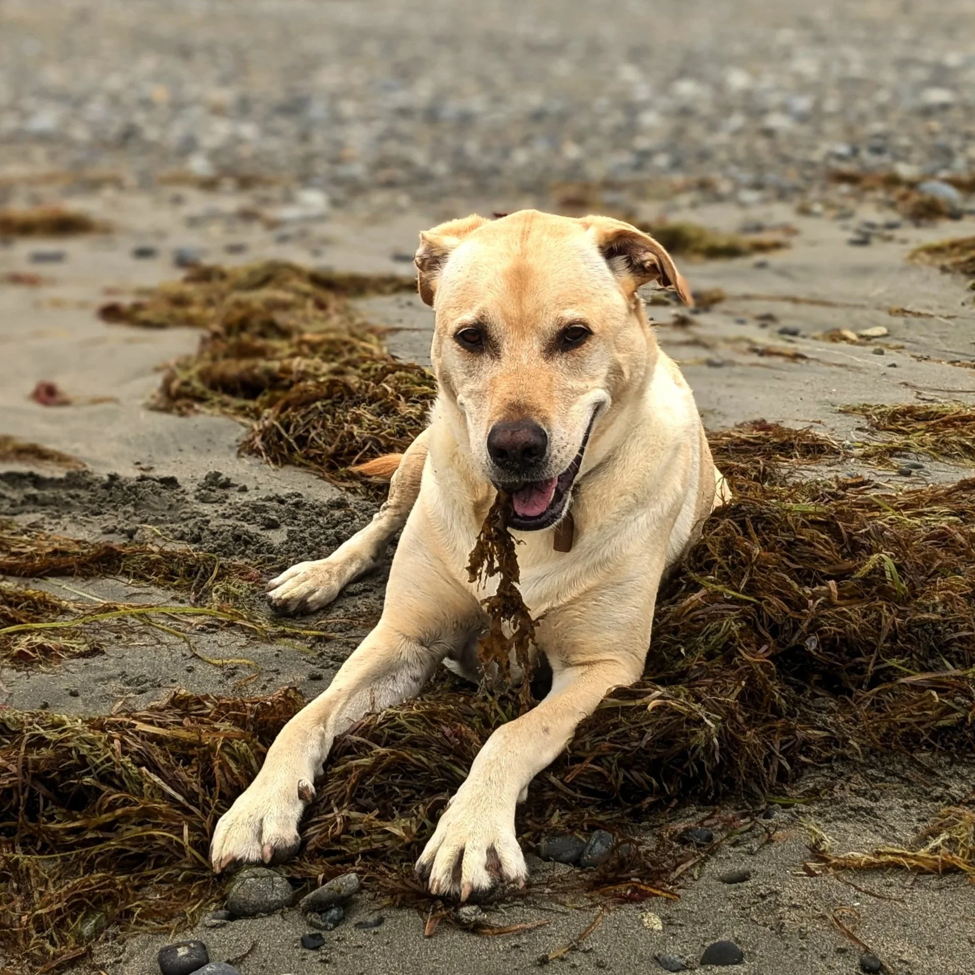 Close-up of a happy, tan-colored dog with a dark nose and dark eyes, wearing a teal collar, outdoors on the beaches of Haida Gwaii.