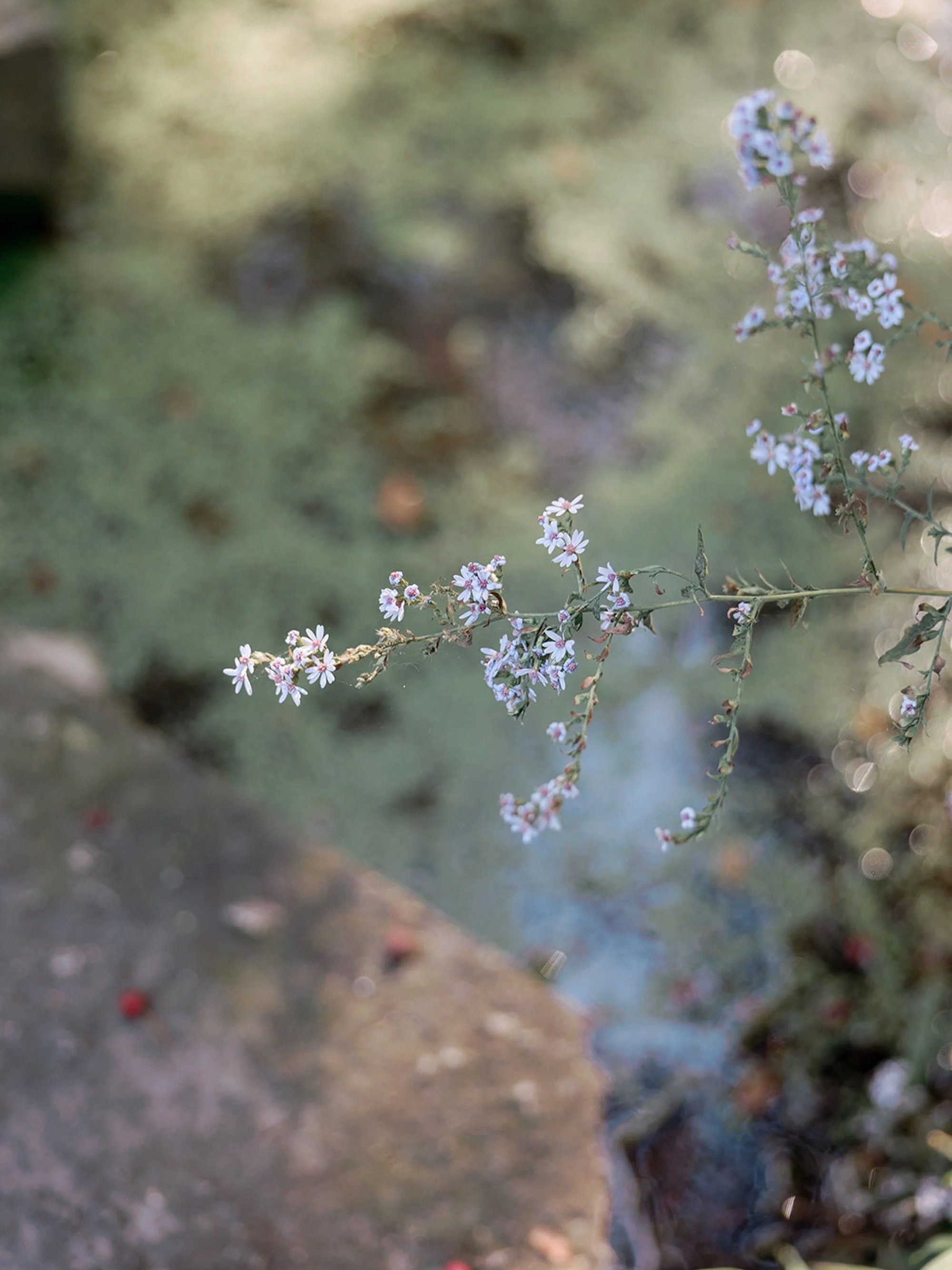 Pale purple wildflowers growing freely beside a mossy stone at the Columbus Park lagoon — a delicate, botanical detail that captures the wild beauty of this Chicago wedding venue
