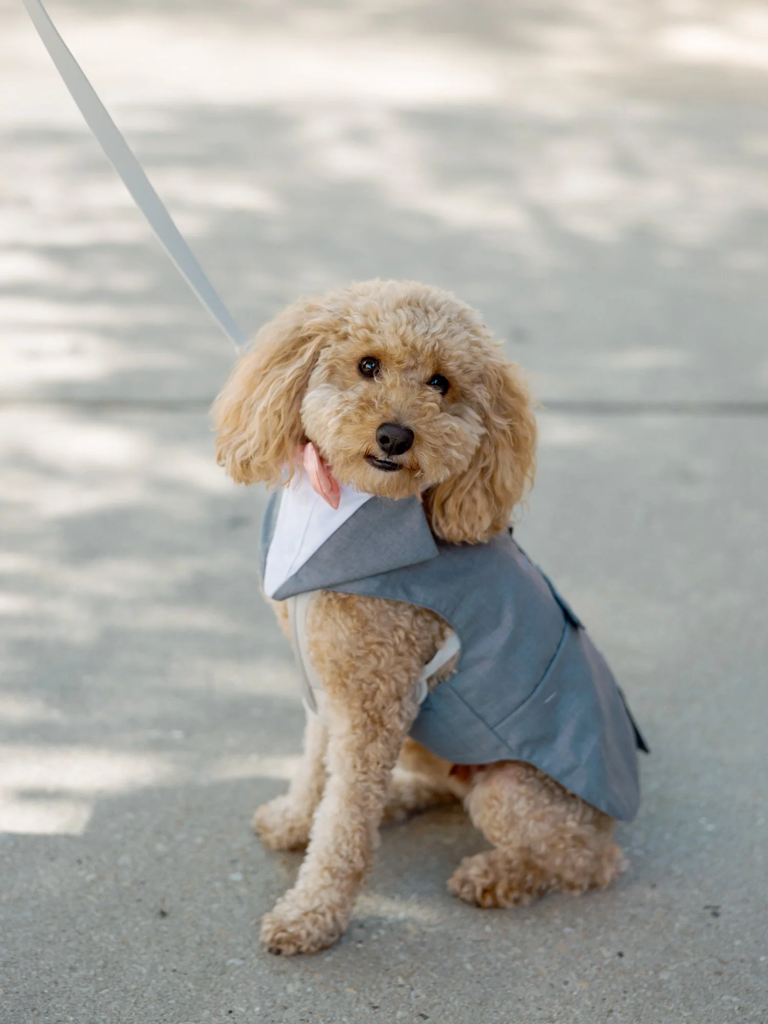 The most dapper wedding guest: an apricot poodle sits proudly on the sidewalk in a tiny grey suit vest at the Chicago Illuminating Company wedding.