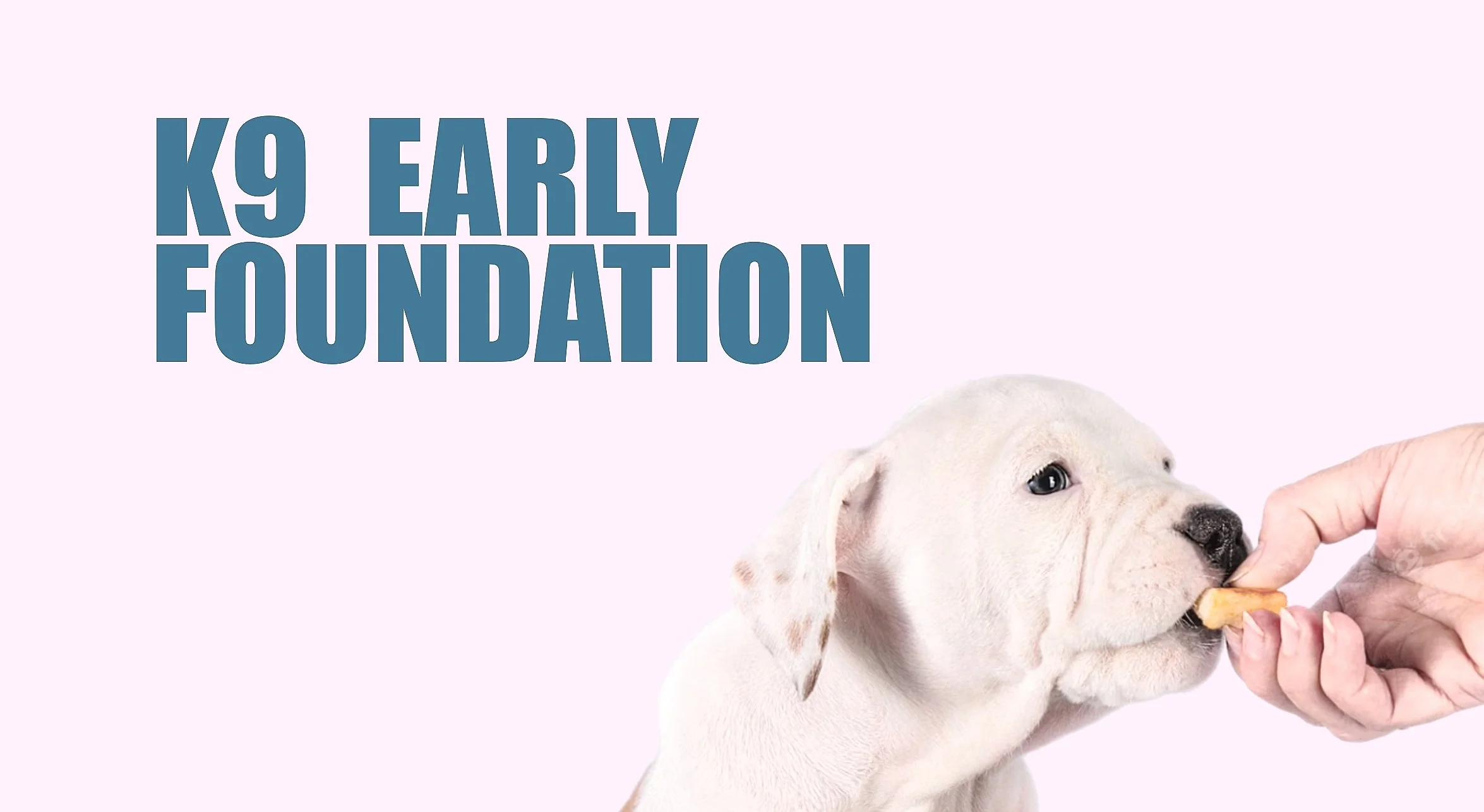 Dog and Puppy Training Toronto — THE K9 COLLEGIATE