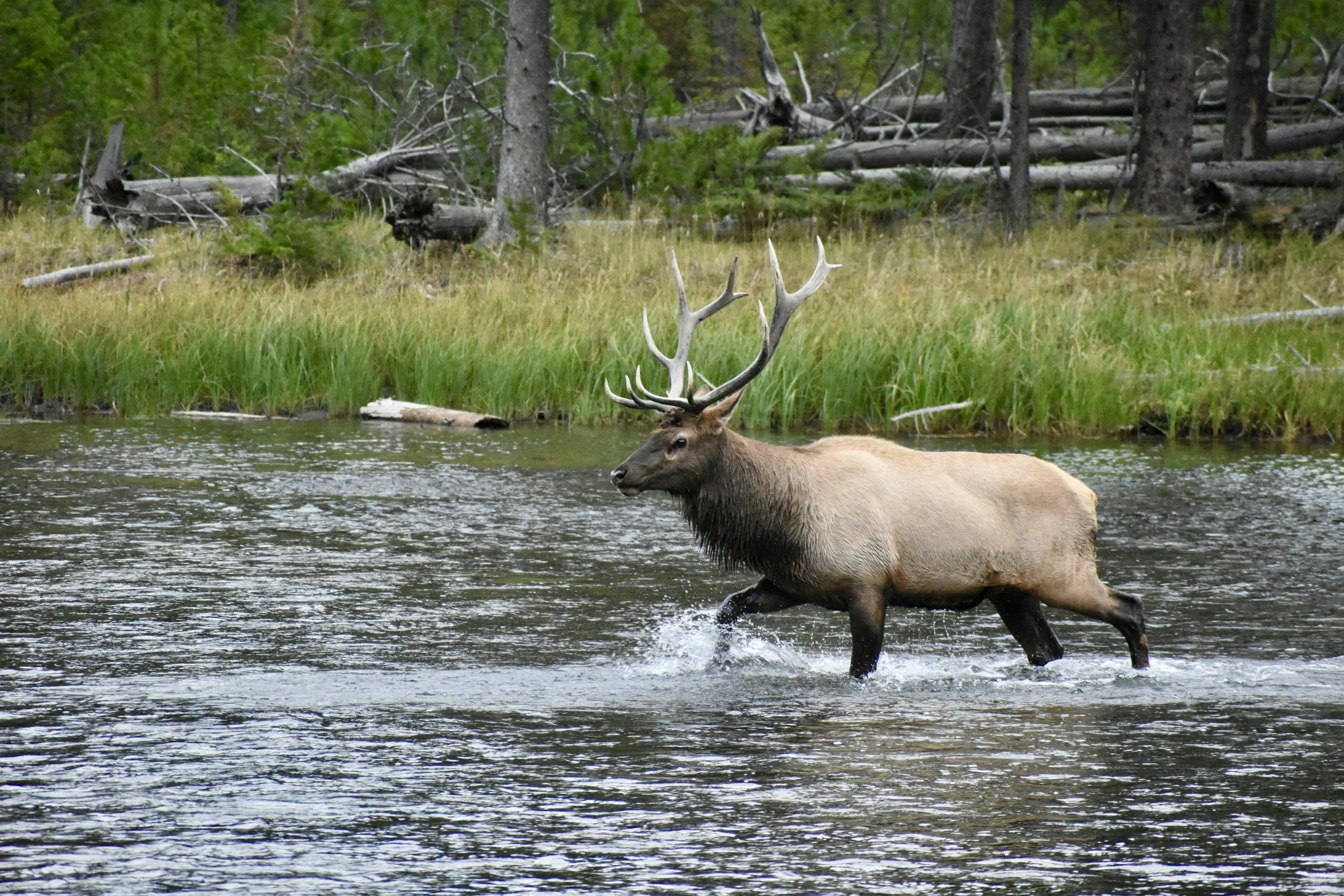 A male elk with large antlers standing in a river with a forested background.
