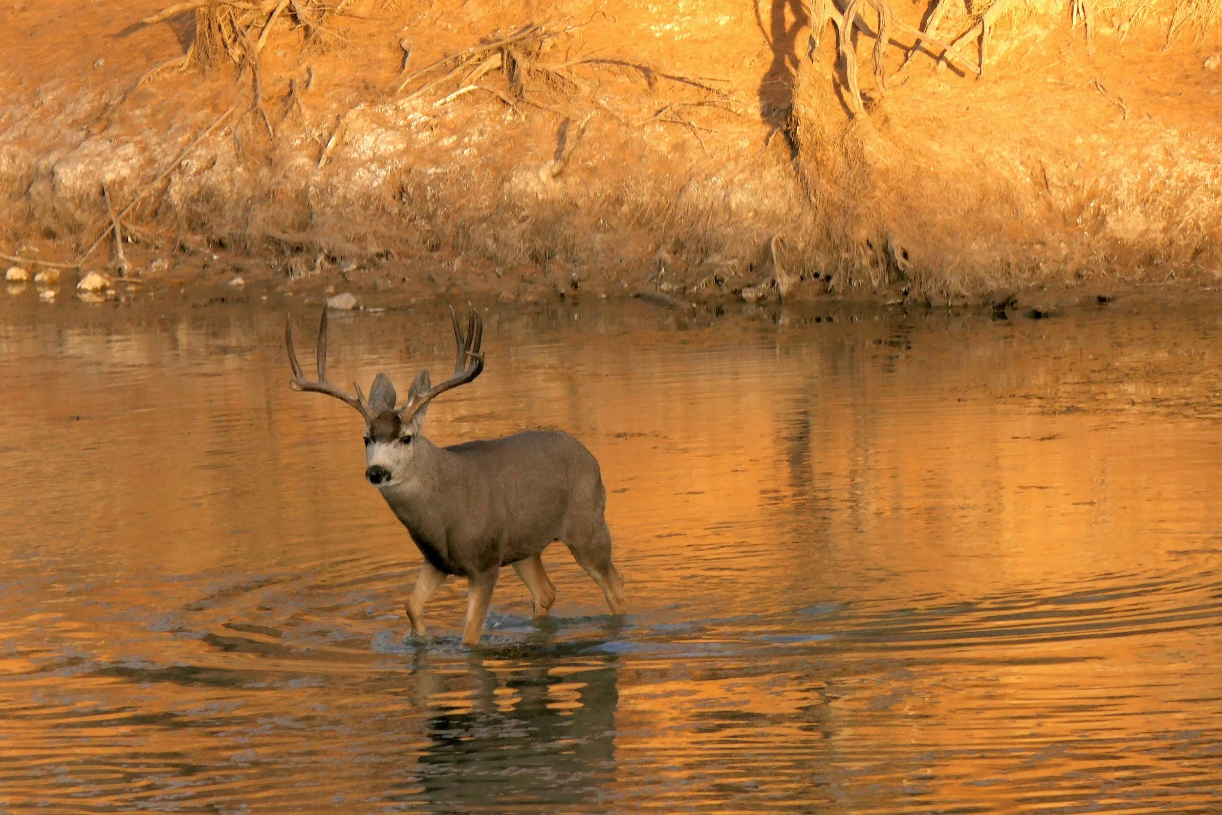 A deer standing in a river at sunset or sunrise with orange reflections and a rocky, earthy bank in the background.