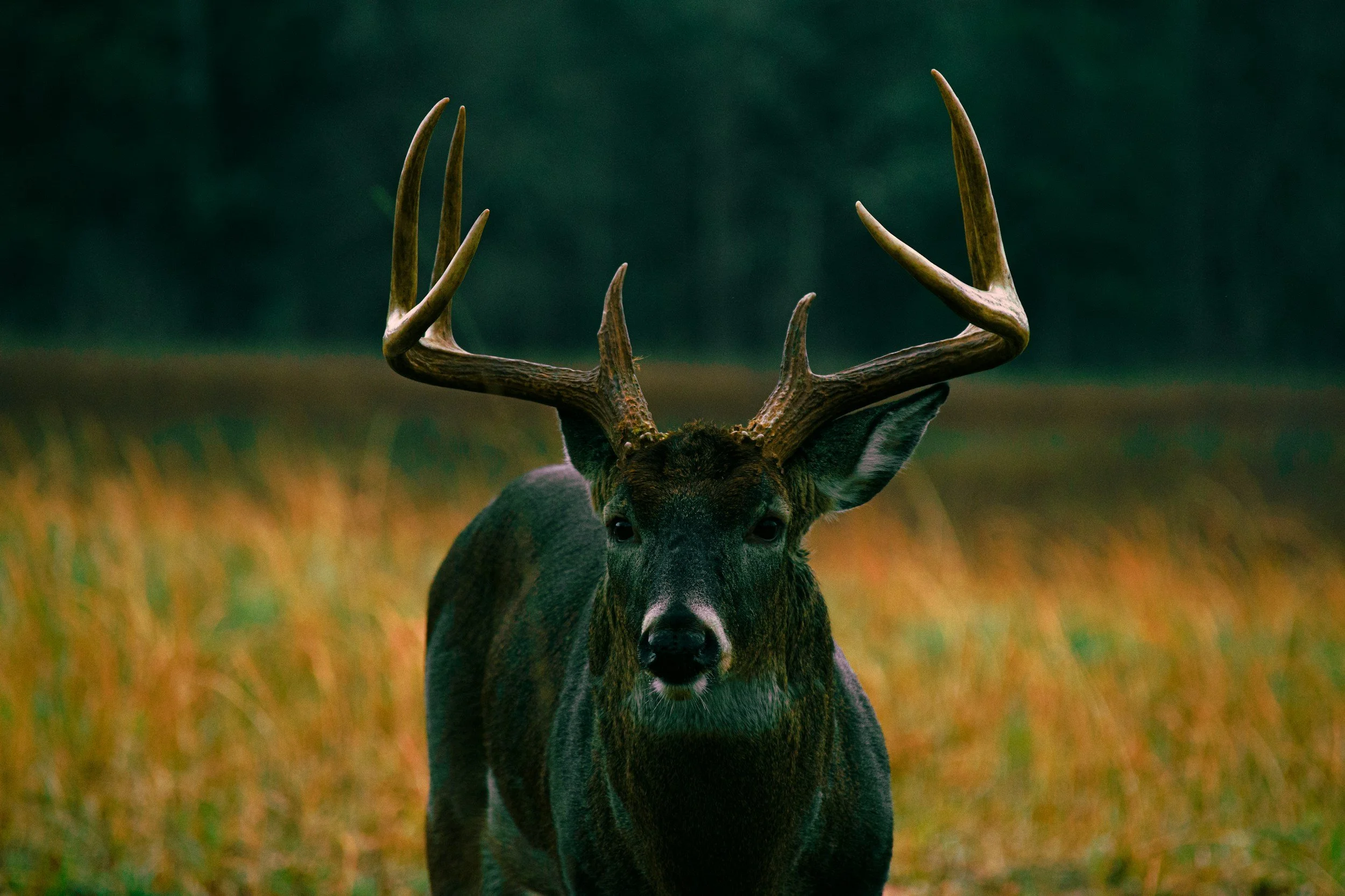 A close-up of a male deer with large antlers standing in a grassy field with a dark forest background.