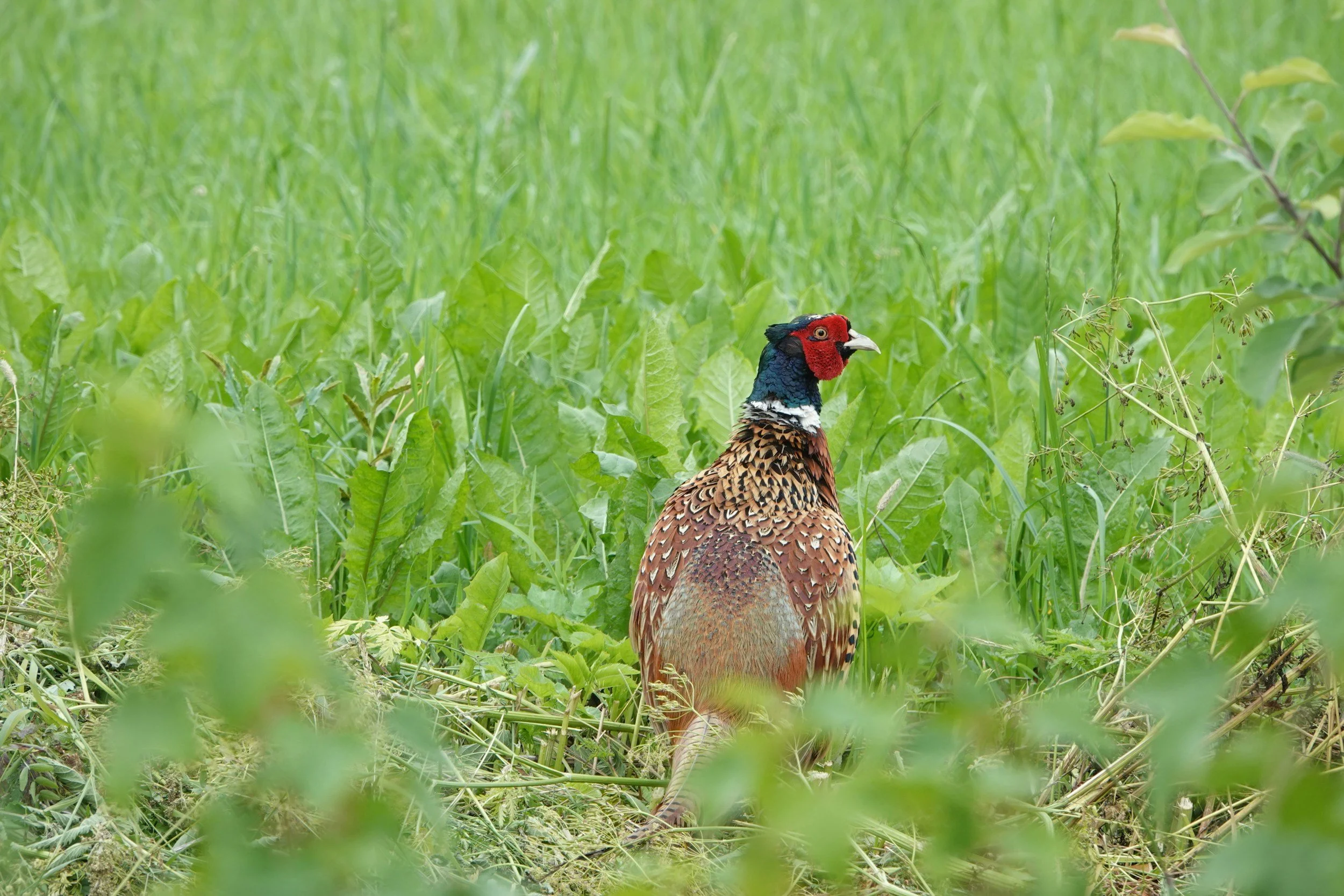 A colorful male pheasant standing in green grassy field.