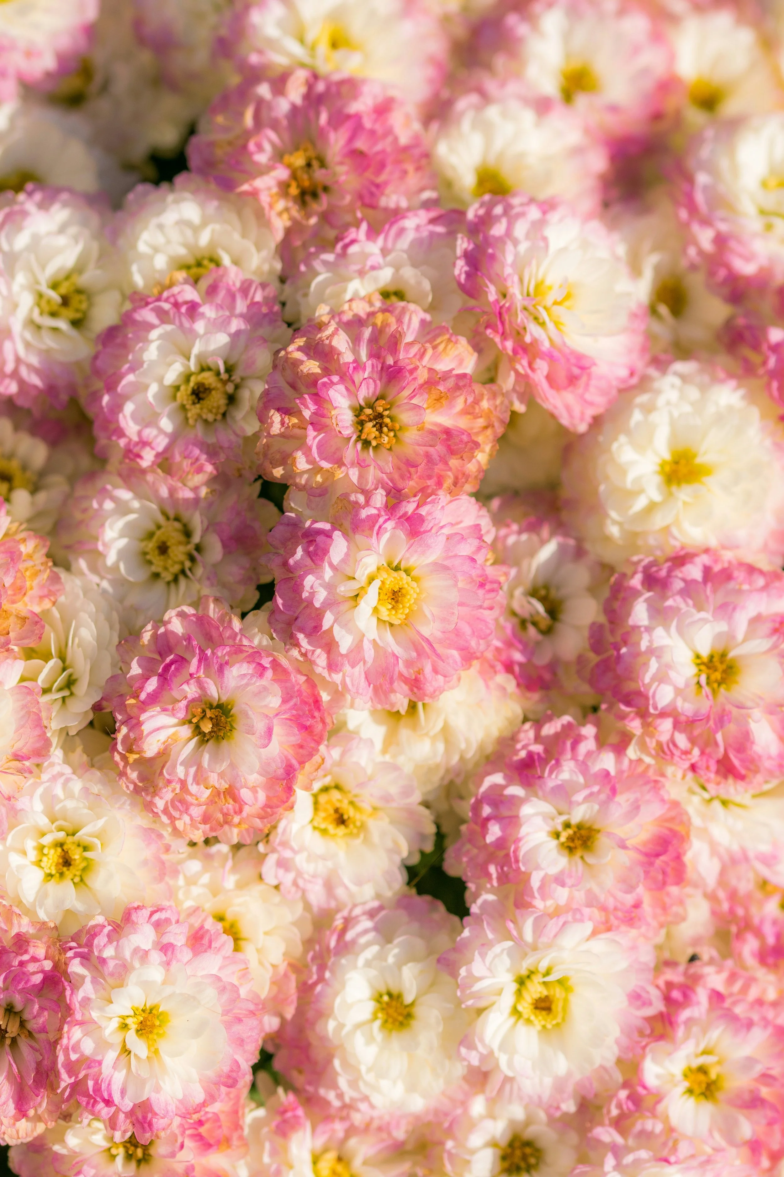 Pink and white flowers with yellow centres