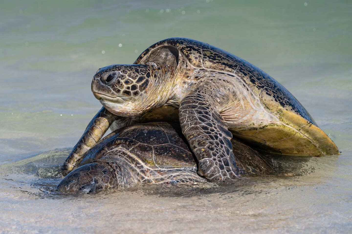 Turtle mating season on the Ningaloo 🐢
.
.

#turtle #turtleturtle #turtleneck #turtles #turtlesofinstagram #turtlelife #seaturtle #seaturtles #seaturtleconservation #seaturtlelove #turtletuesday #ningaloo #ningalooreef #ningaloodiscovery #ningalooco