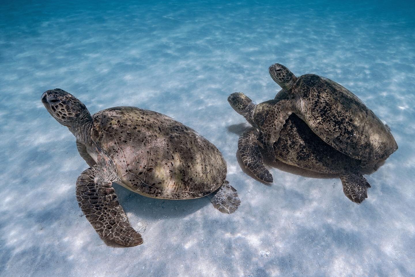 Days at the Muiron Islands spent watching turtles getting frisky 🐢 
.
.
#turtle #turtles #seaturtle #seaturtles #seaturtleconservation #seaturtlelove #turtlemating #ningaloo #ningalooreef #ningaloomarinepark #ningalooturtleprogram #ocean #oceanlife 