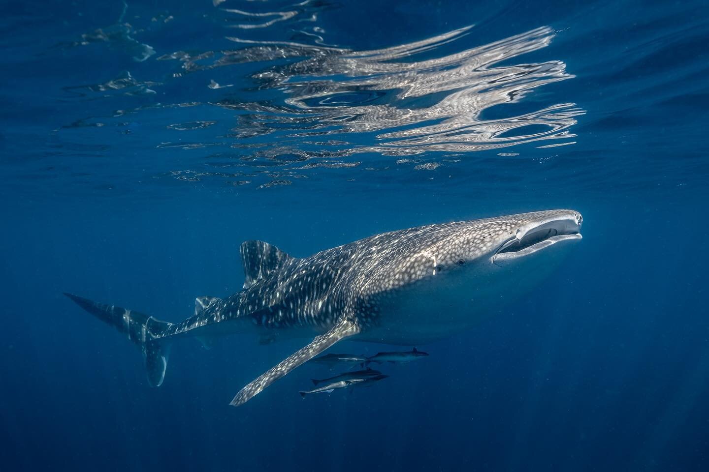 And just like that, our 2023 whale shark season has come to an end! What a great last month onboard @ningaloodiscovery with so many beautiful spotty fish! 🦈
It&rsquo;s been an absolute blast over the past 2 seasons photographing these animals on the