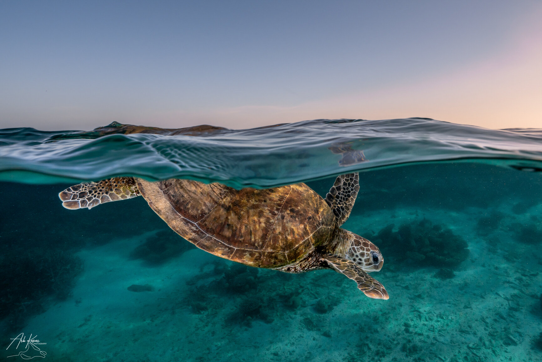 Turtle 3.jpg
