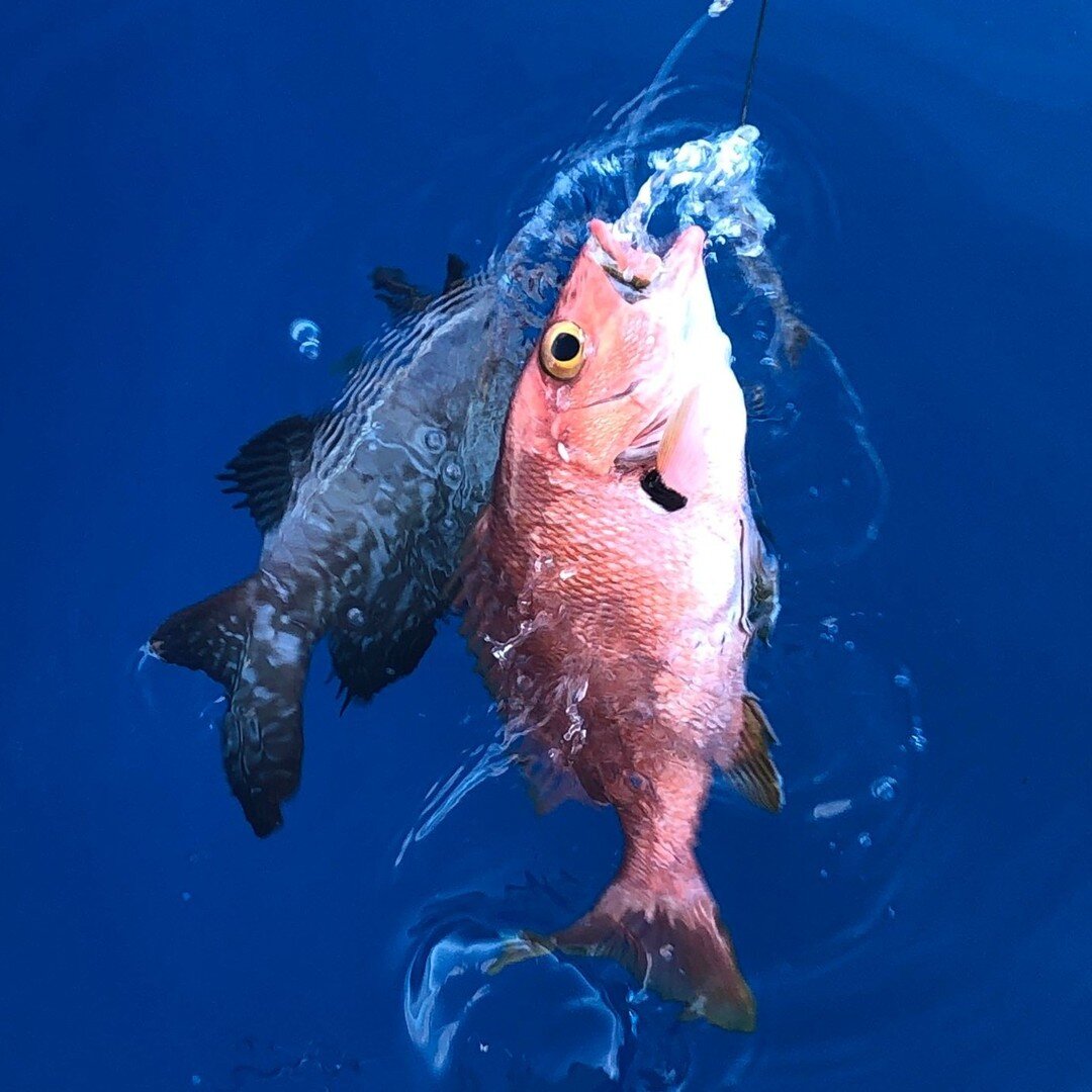 Tis the season for deep dropping 🐟

 #catchoftheday #excursions #familyactivities #snapper #familyfun #sportfishing #boatcharter #boattour