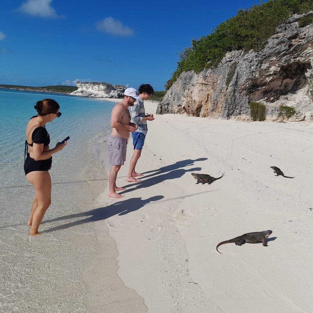 Meet the natives of Bitter Guana Cay, Exuma.  Flat days for fast crossings to see pigs, sharks, iguanas and Thunderball Grotto.

 #familyfun #boattrip #tripofalifetime #swimmingpigs #boattour #bahamas #boating #snorkeling