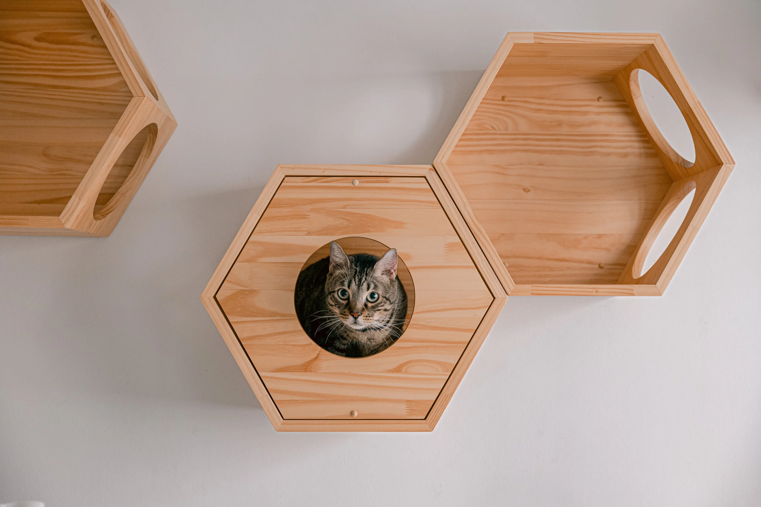 Catification — Good Life Cat