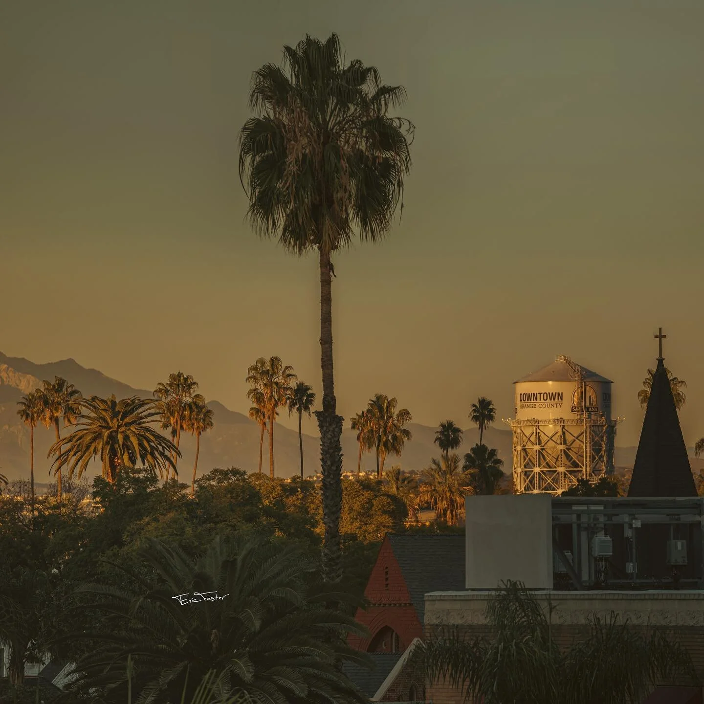 Big Palm Tree guy ๐ด