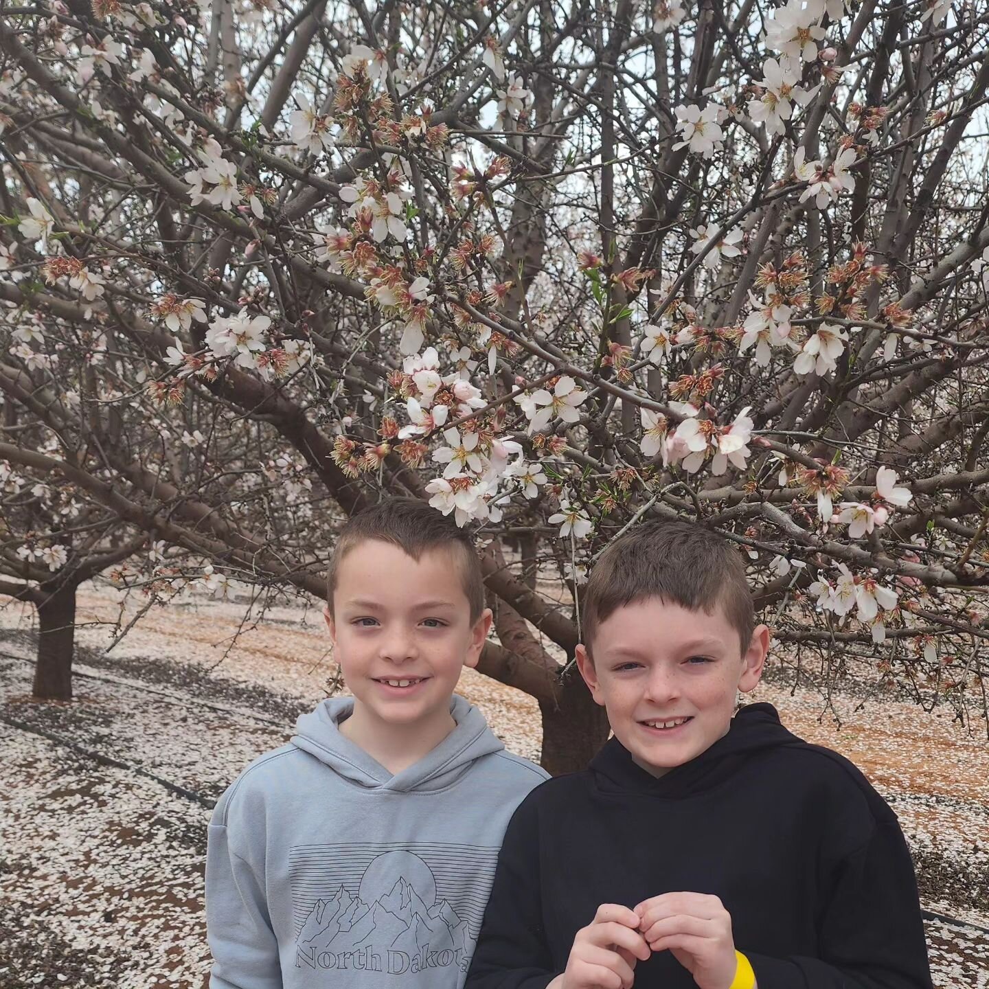 Just one of the many groups travelling out to see the local Almond farms in Blossom and taking those beautiful photos in the cloud of white flowers

Thanks to the drivers and buses from Zaffinas Bus Lines