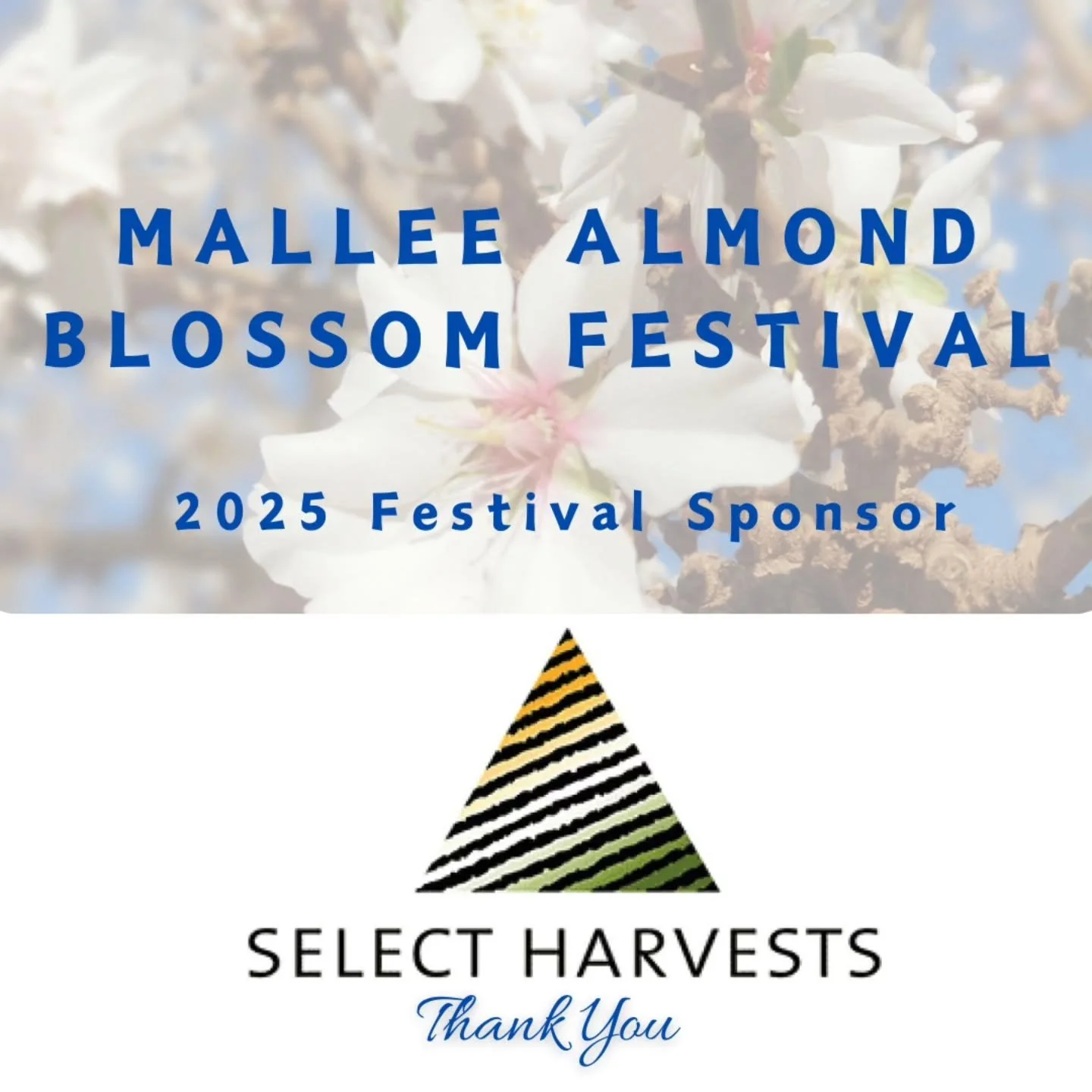 Sponsorship is a key to helping run a fantastic festival for the community. Thank you Select Harvest,  thank you for your 2025 Sponsorship to the Mallee Almond Blossom Festival 🌸