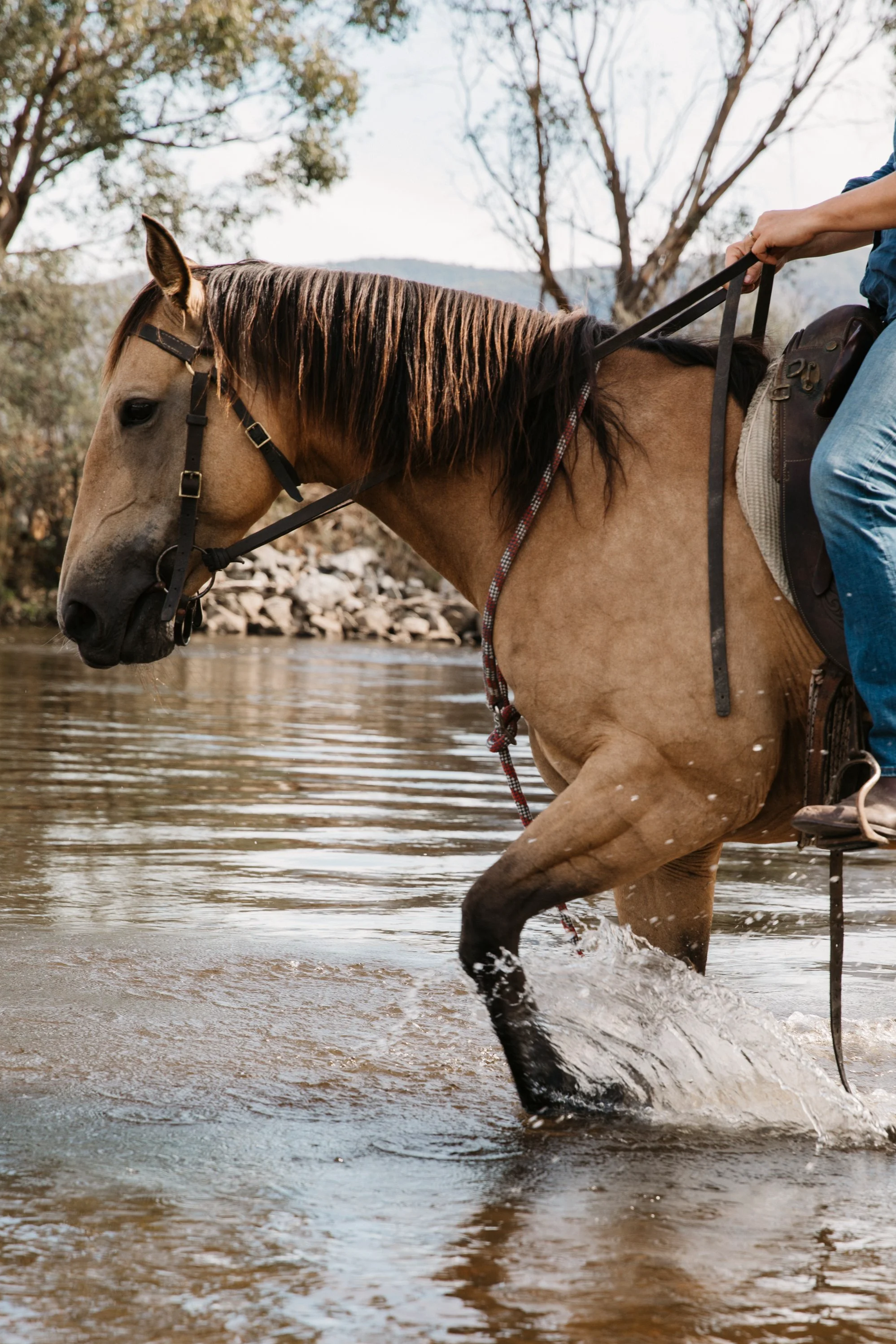 A horse in the river