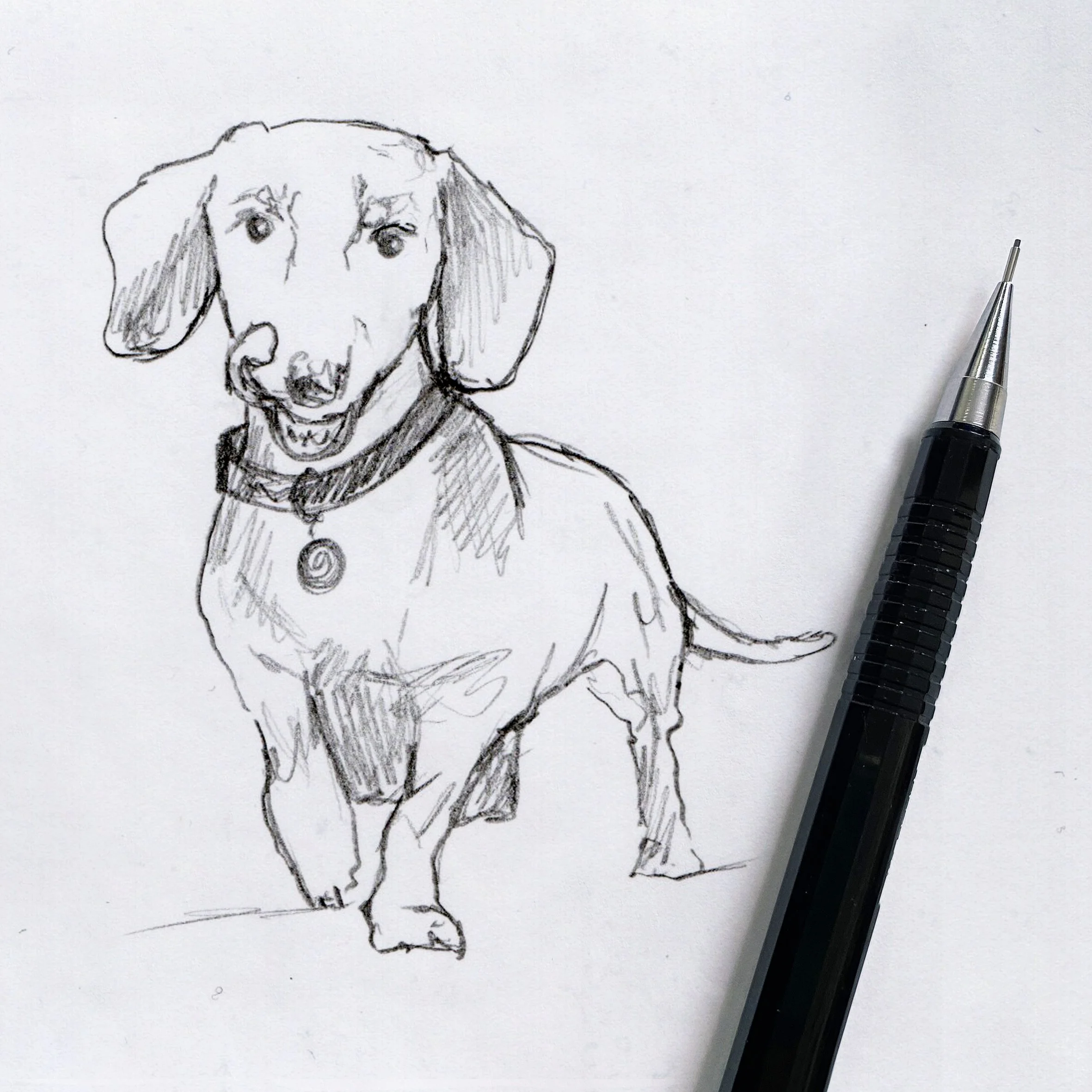 Dog_Sketch Dachshund01.jpg