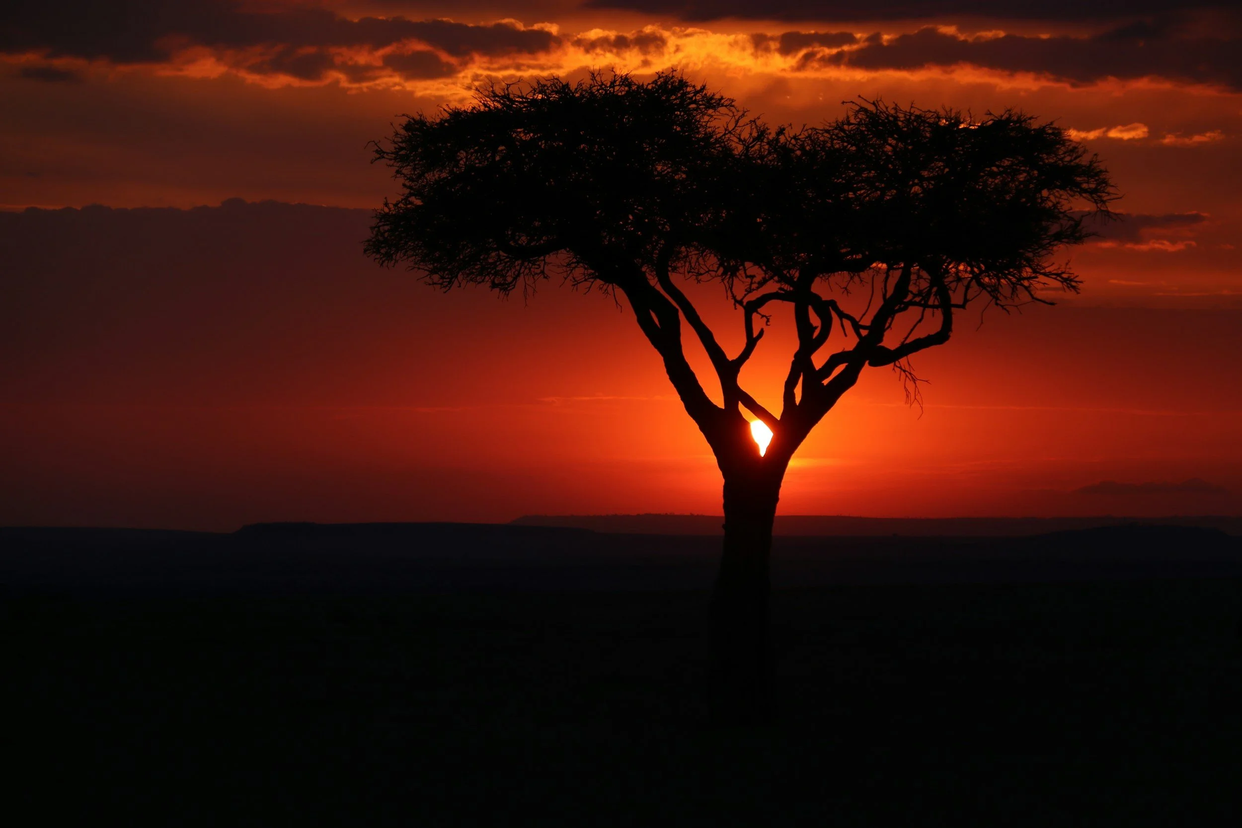 A solitary tree silhouette at sunset with the sun setting behind it, casting an orange and red glow across the sky.