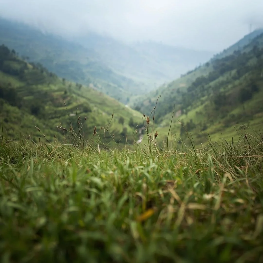 Ground-level view of a green Himalayan valley with mist-softened hills in the distance