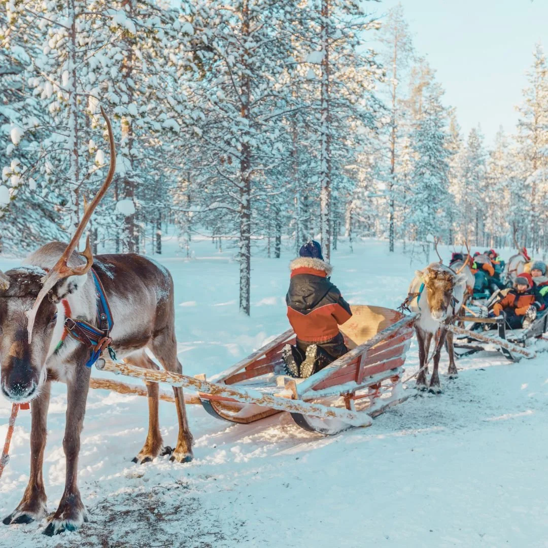 A child sitting in a wooden sled pulled by a reindeer, with a group of reindeer and people on a snowy trail through a forest of snow-covered trees.