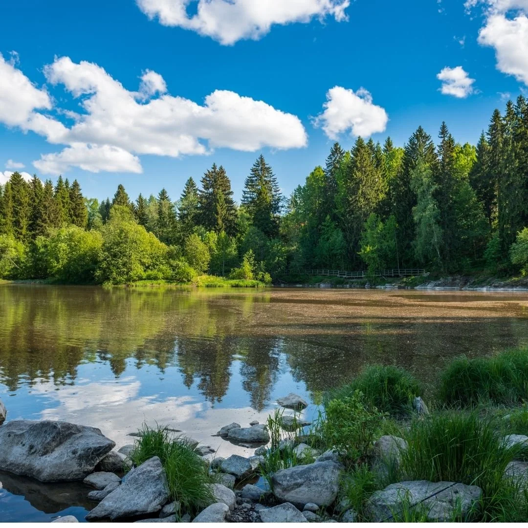 Calm forest lake reflecting pine trees and clouds, with stones and grass along the quiet shoreline.