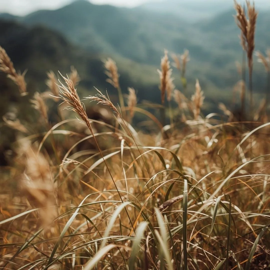 Close-up of wild grass in a Bali landscape moving gently in warm natural light with mountains softly blurred in the background