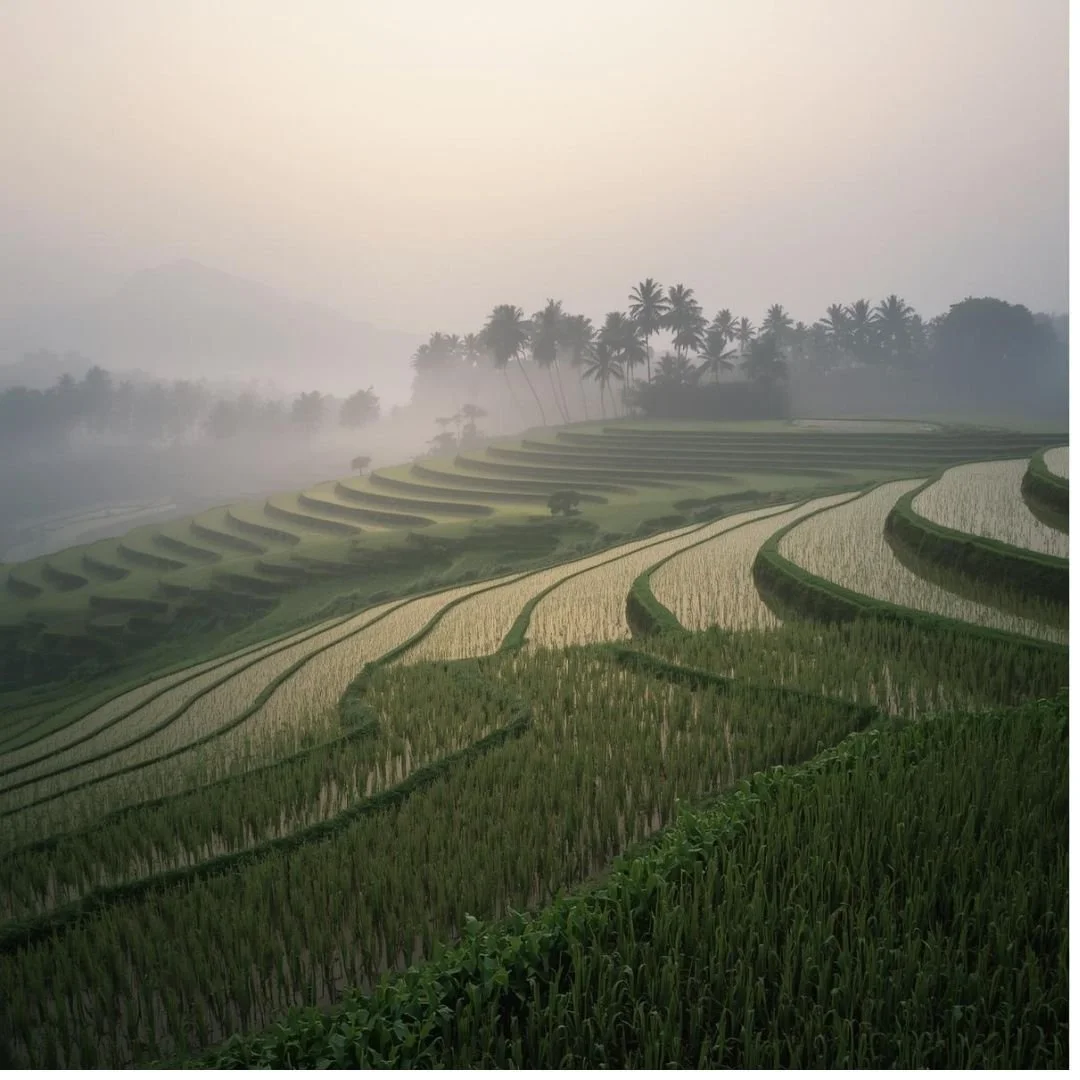 Misty terraced rice fields in Bali at dawn, with layered green paddies and palm trees fading into soft morning light.
