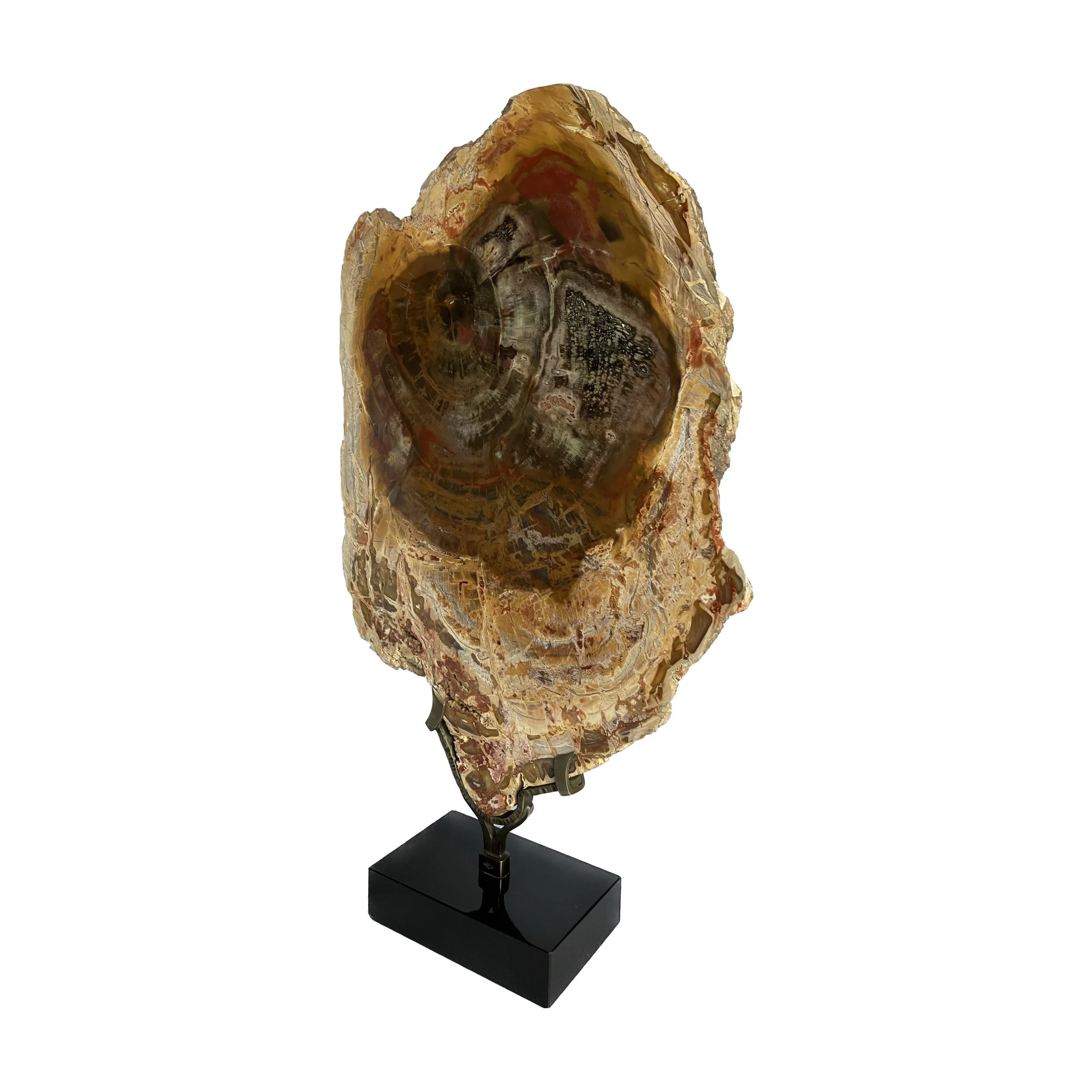 A Large Petrified Wood Specimen, Polished and Mounted on a Bespoke ...