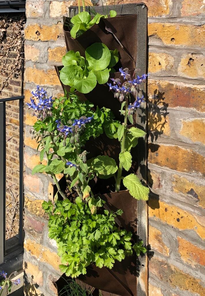 roof terrace vegetables in wall planter.jpg