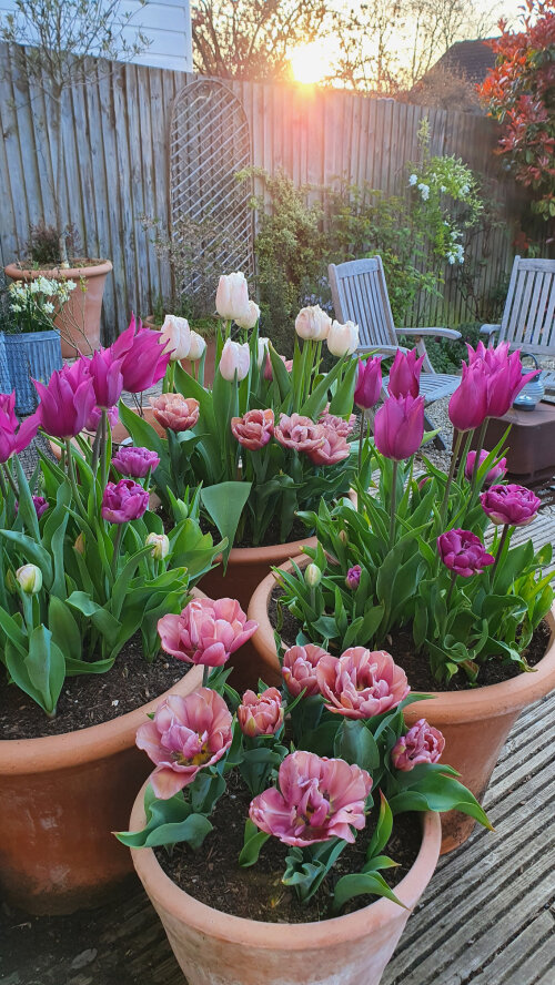 4_Tulips.jpg