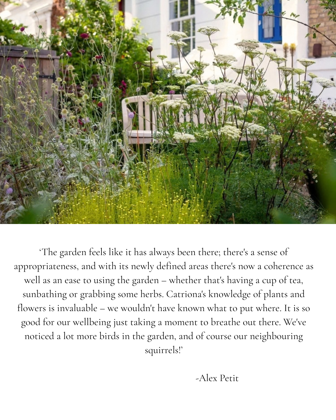 Sunny front garden in Greenwich with mixed planting of Ammi majus, ornamental grasses, and Kniphofia for texture and seasonal colour
