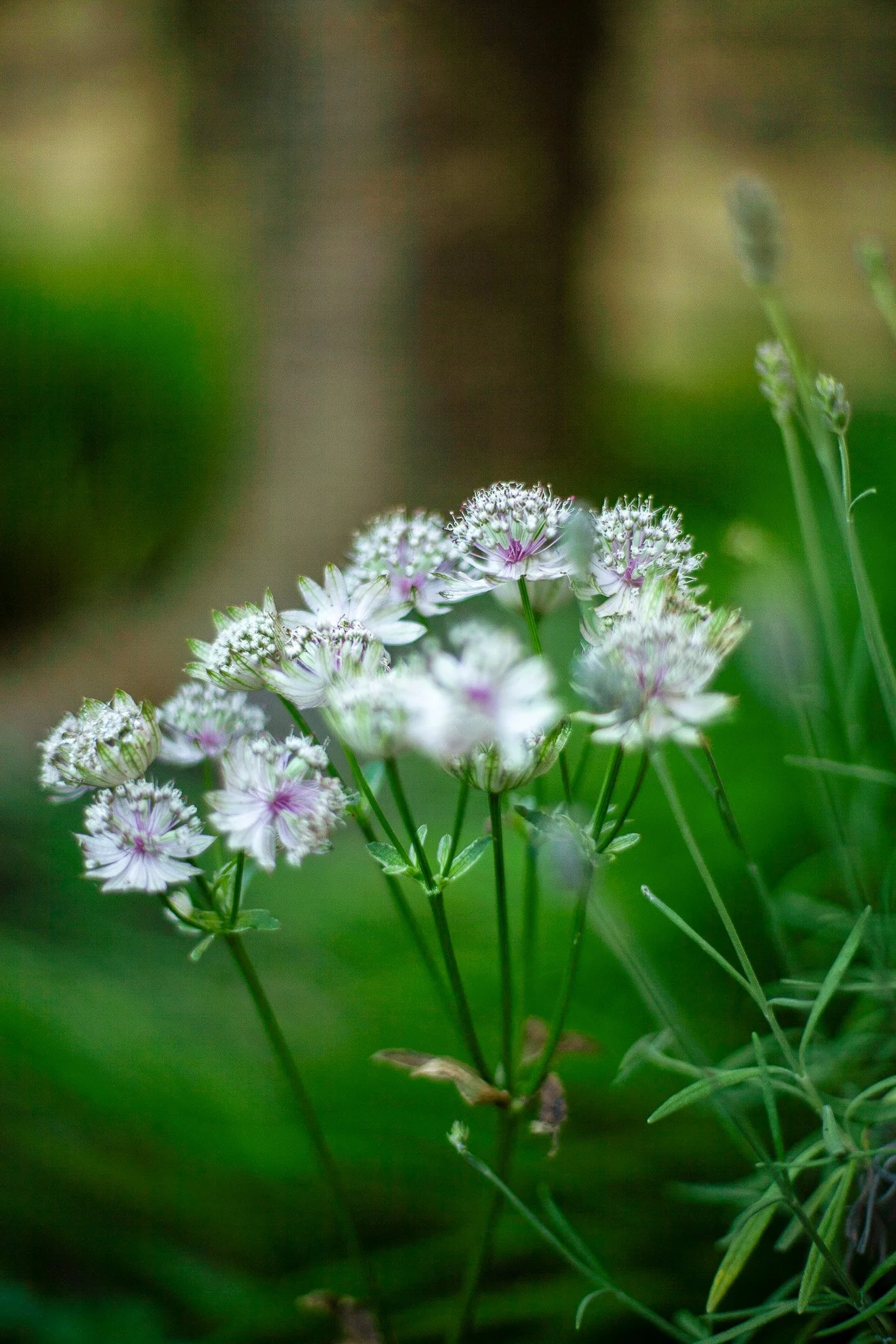 pollinator-friendly-astrantia-blooms.jpg