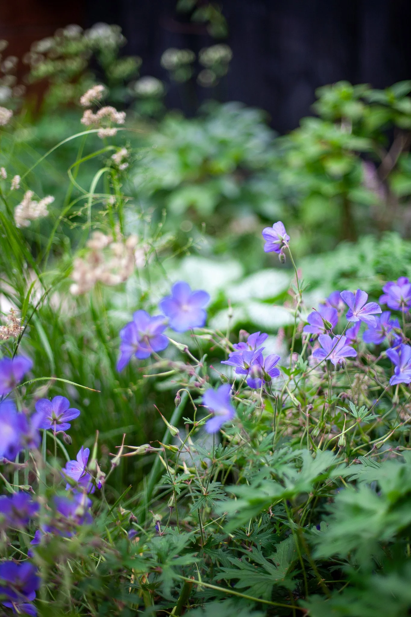 Purple hardy geraniums flowering in a small urban shady garden planting scheme