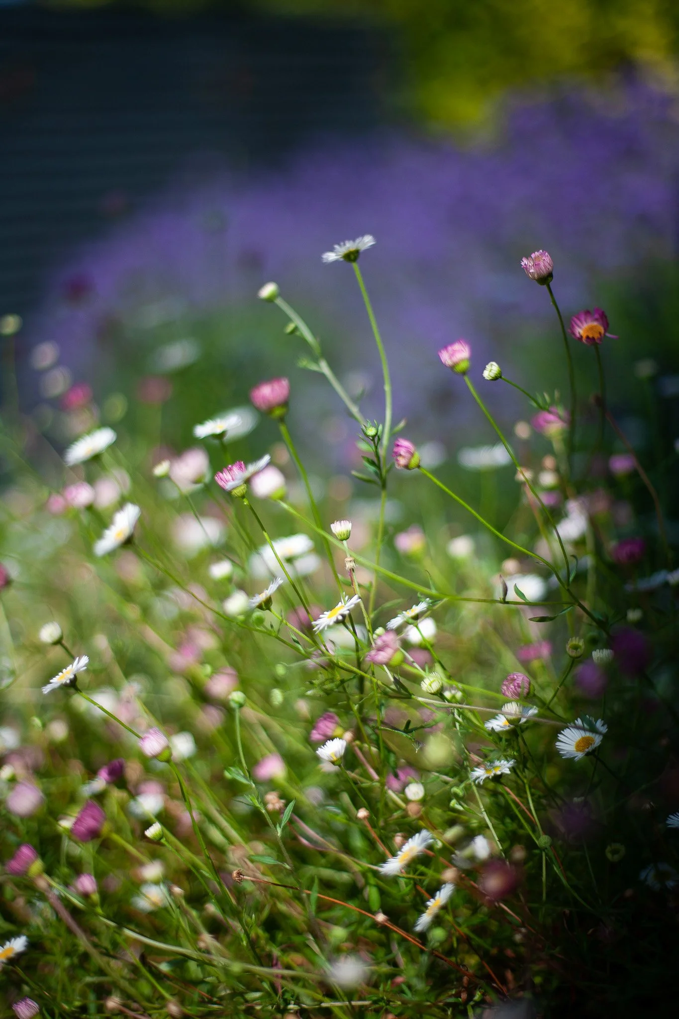 Close-up of wildflower planting in a front garden, featuring delicate pink and white daisy-like blooms with soft green stems against a blurred purple and green background.