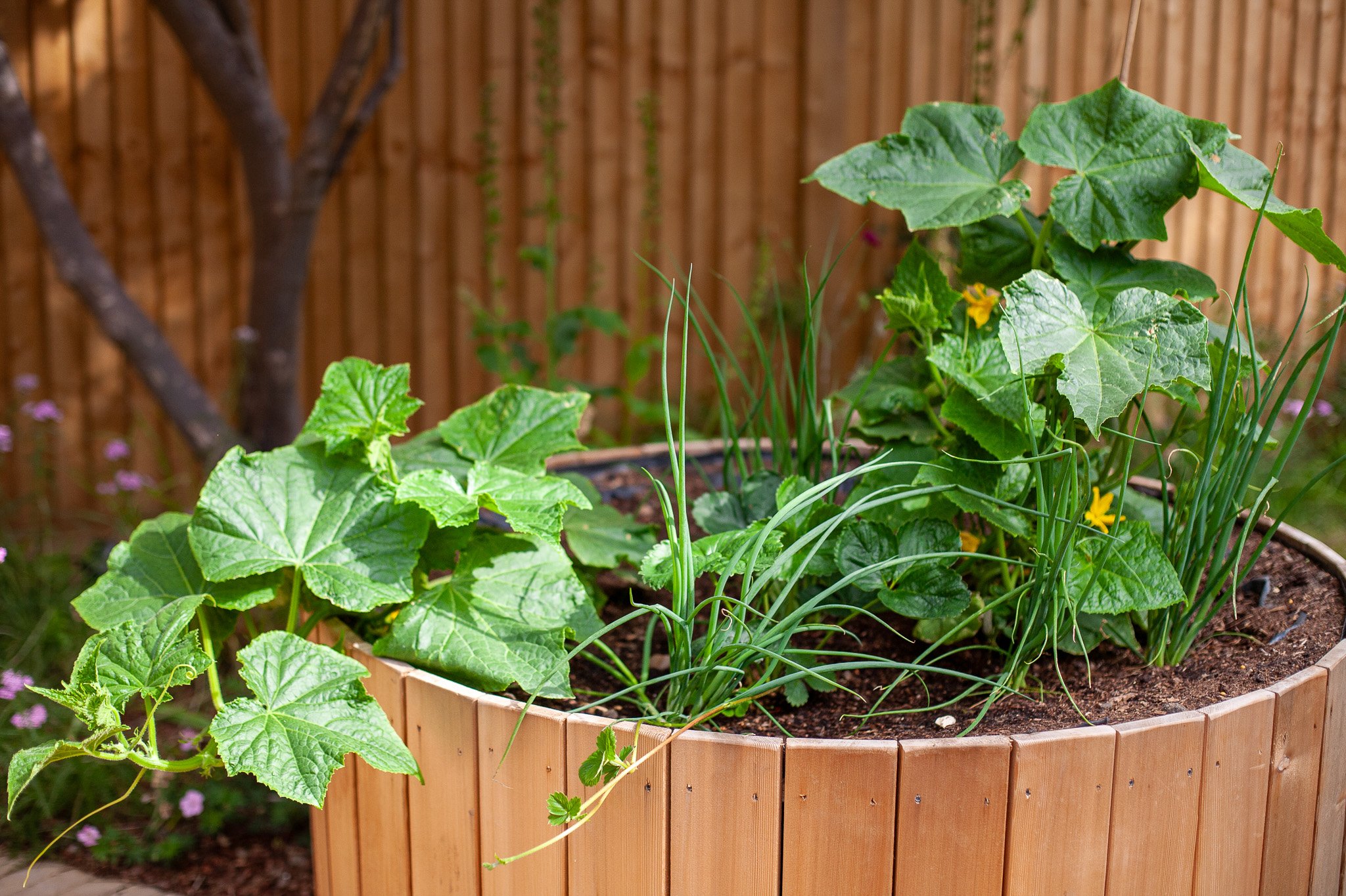 circular-raised-cedar-bed-vegetables.jpg