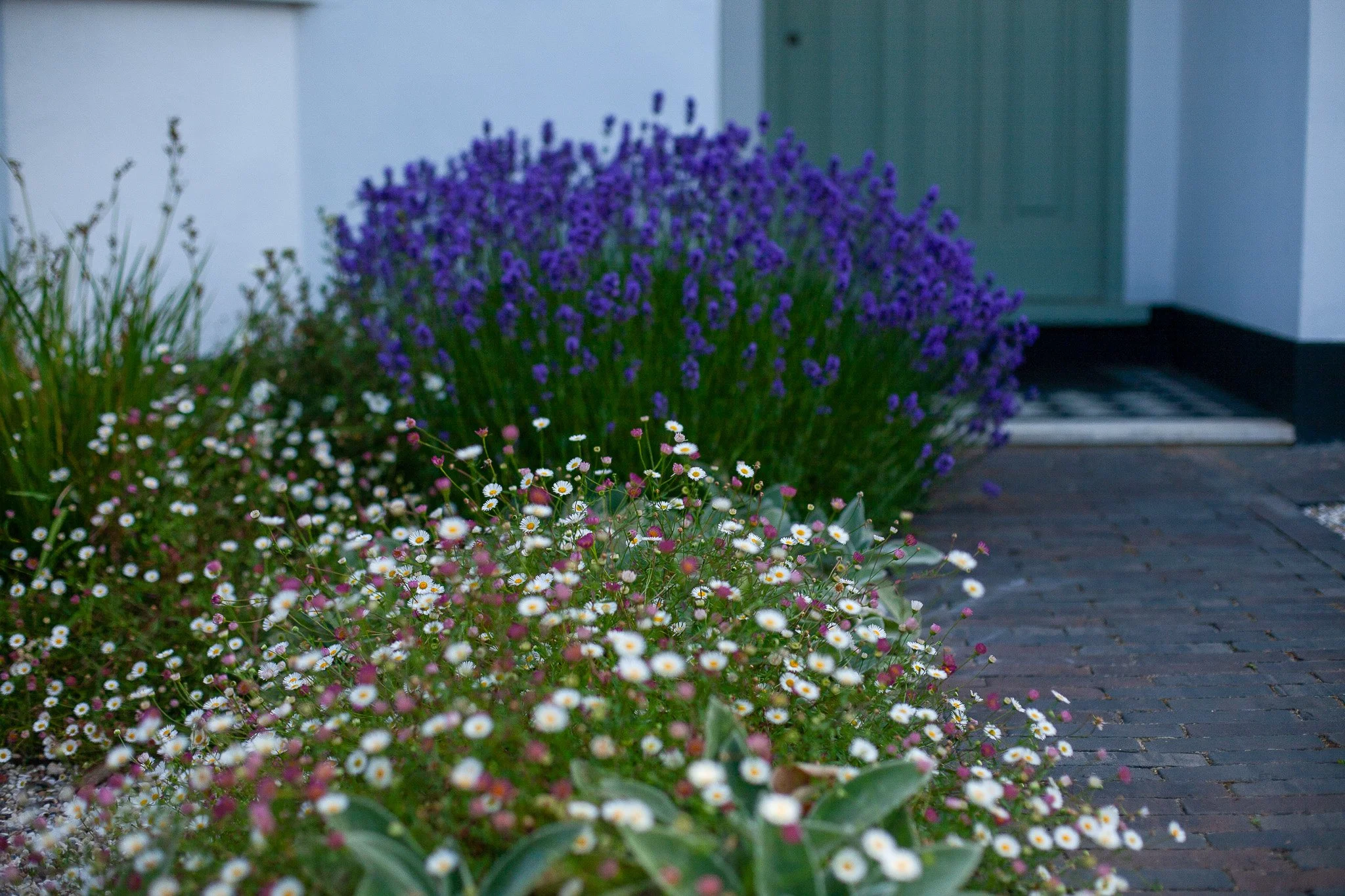 herb-planting-modern-front-garden-london.jpg