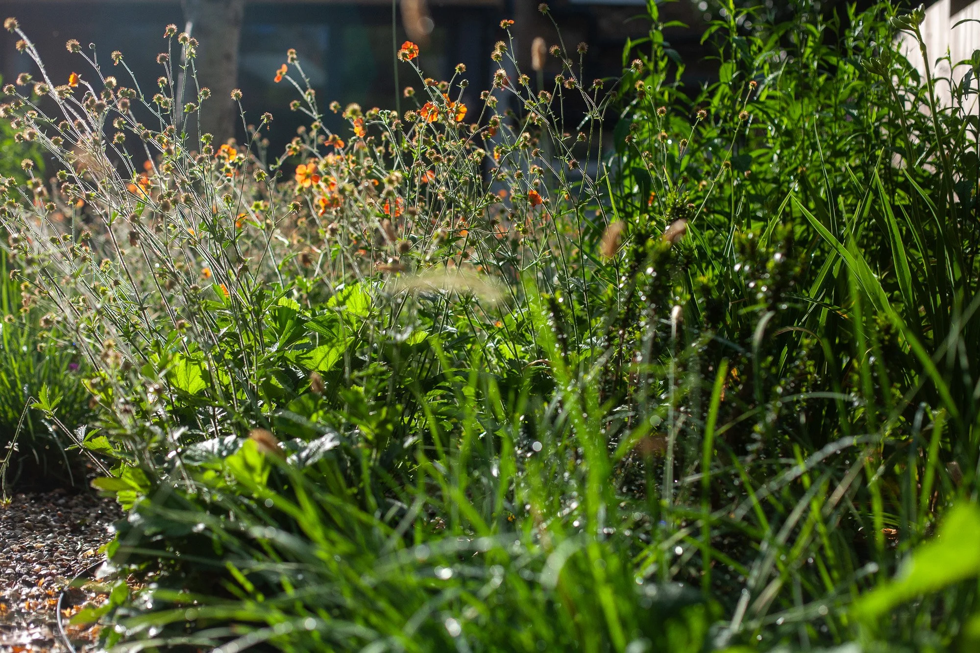 catriona-rowbotham-garden-design-prinses-juliana-ornamental-grass-colour.jpg.jpg