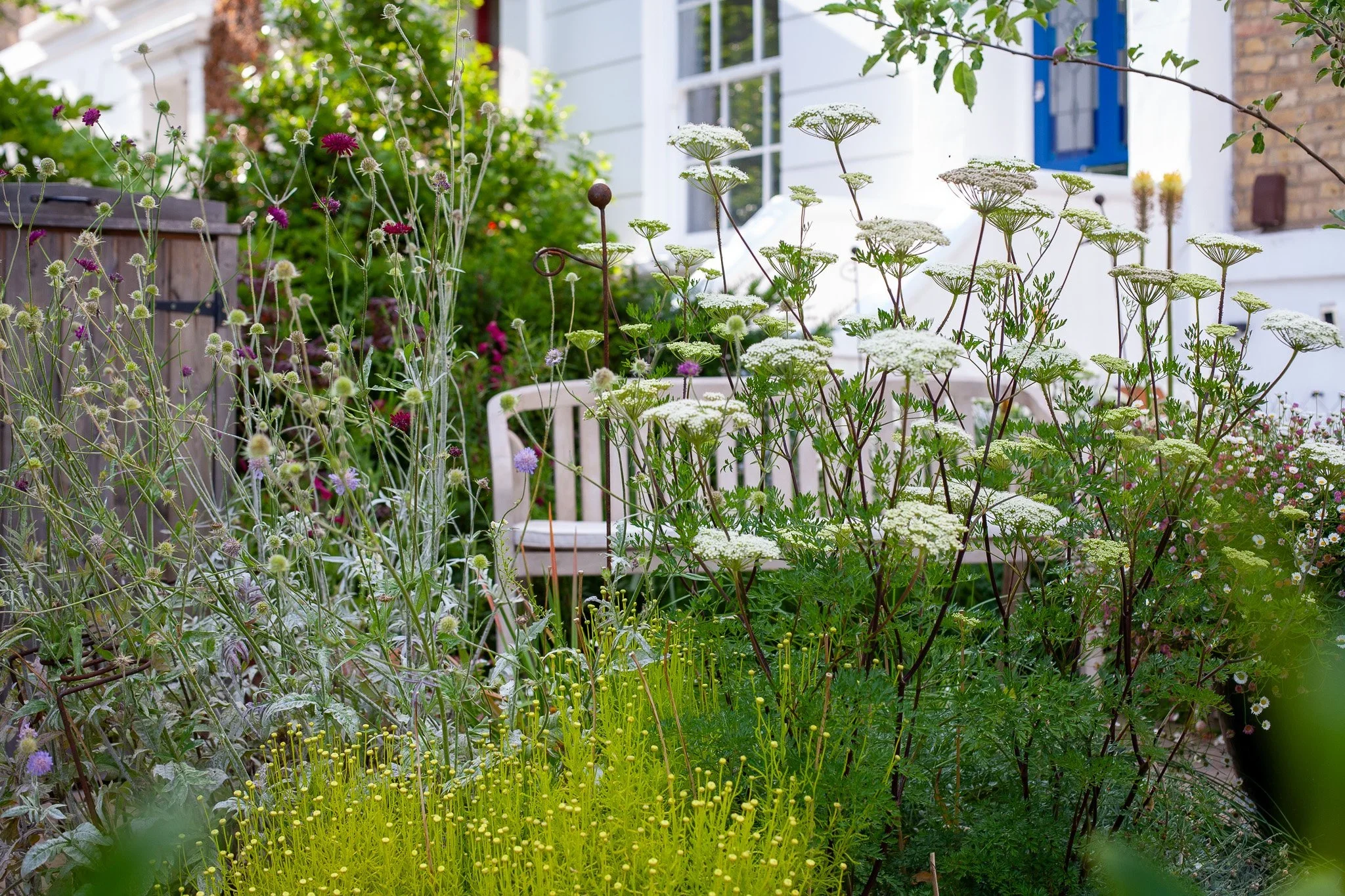 victorian-front-garden-design-with-umbellifers-and-santolina.webp
