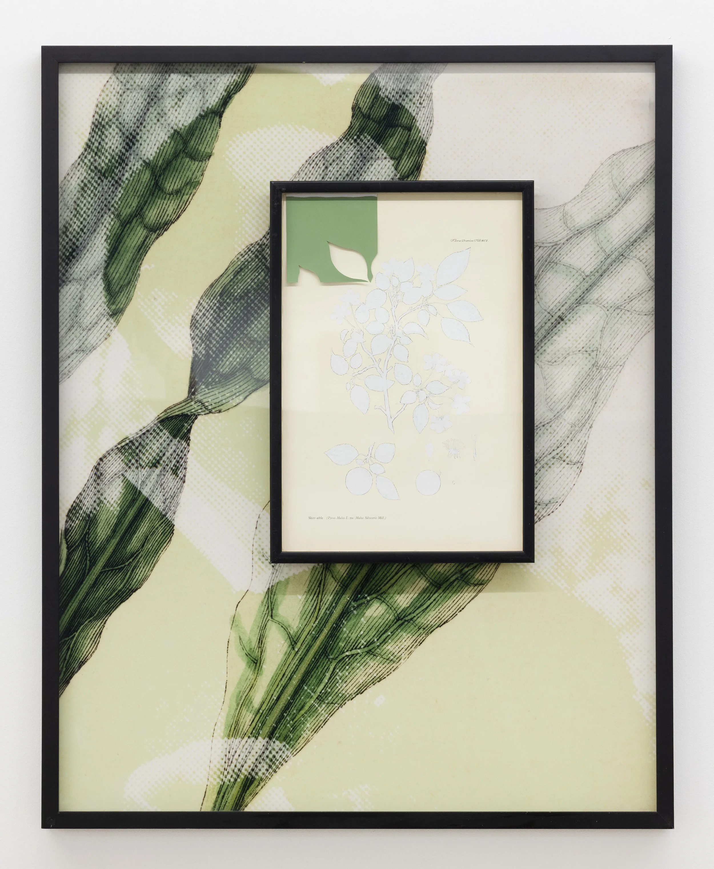 "Flora Danica Reframed", 2025. Lambda photography, white acrylic on off-set print, two frames. Framed: 90.5 x 73 x 4.5 cm