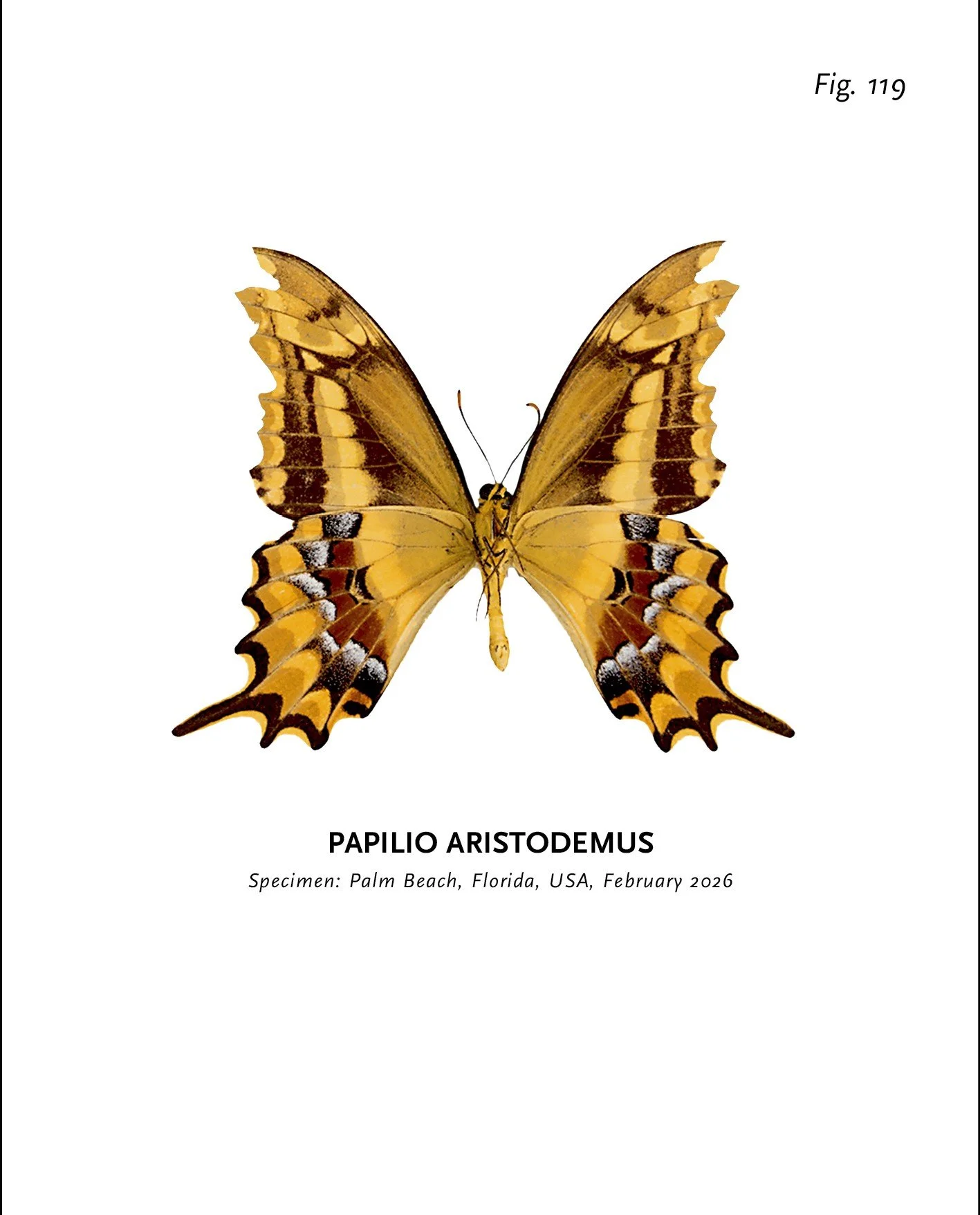 "World of Butterflies, Fig. 119", 2026. Fine Art Print / Hahnemühle Mat 210g. Mounted on 3 mm Dibond. 30 x 24 cm + frame