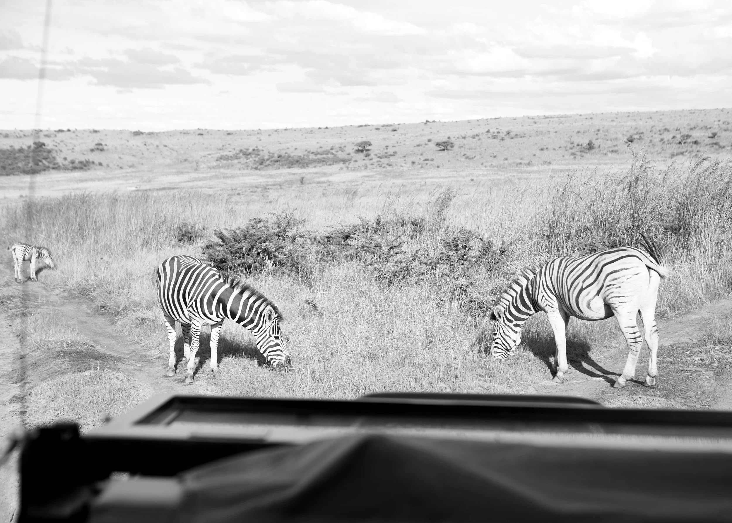 BK6A4678SAFARI.jpg