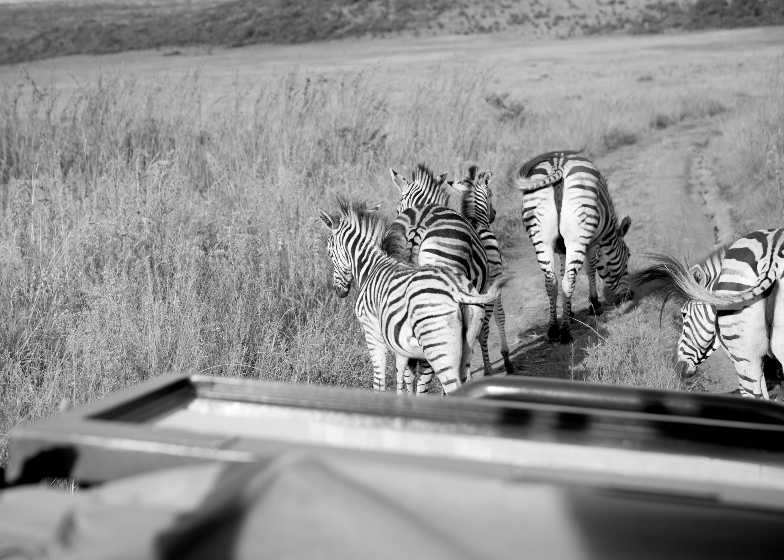 BK6A4684SAFARI.jpg