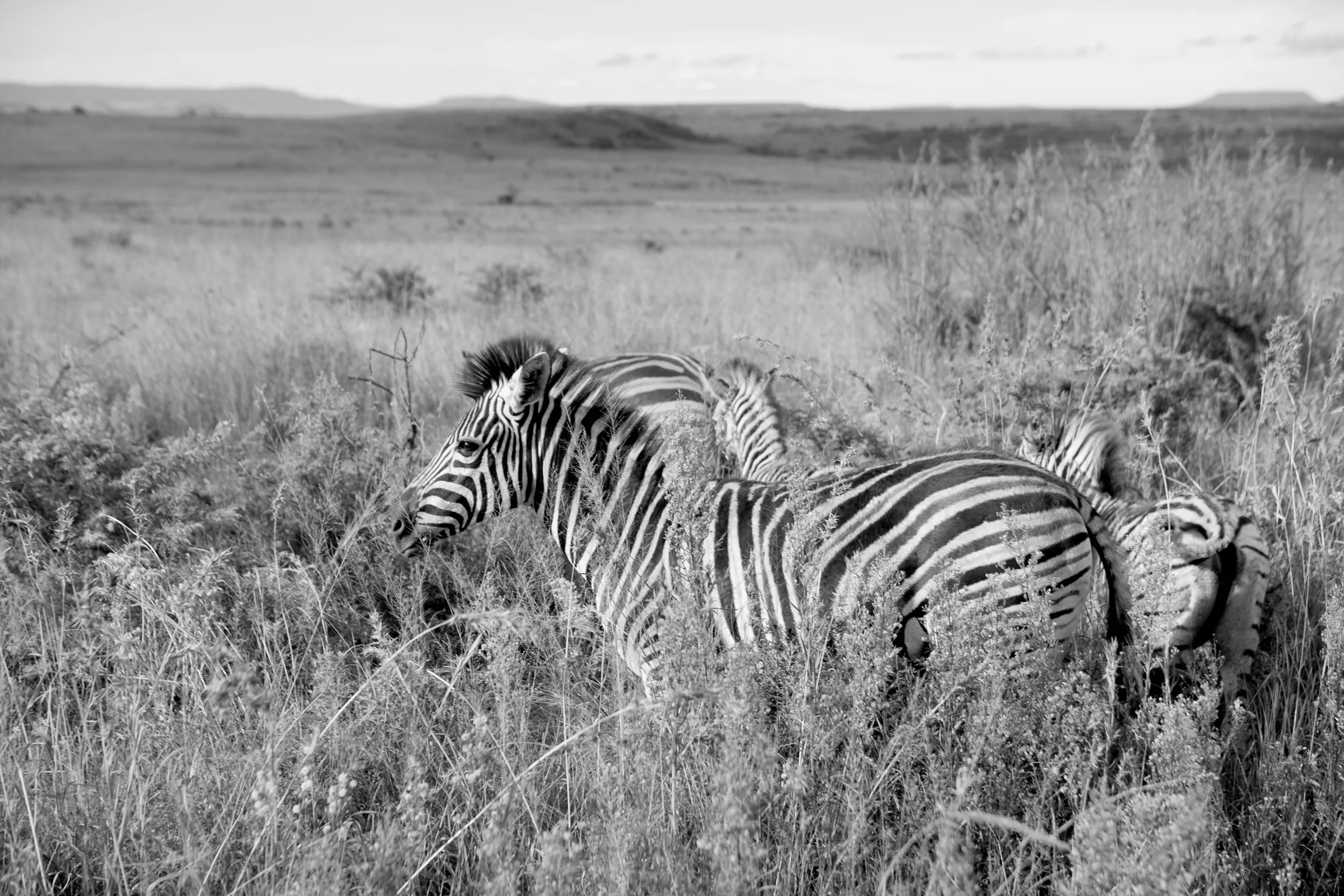 BK6A4686SAFARI.jpg
