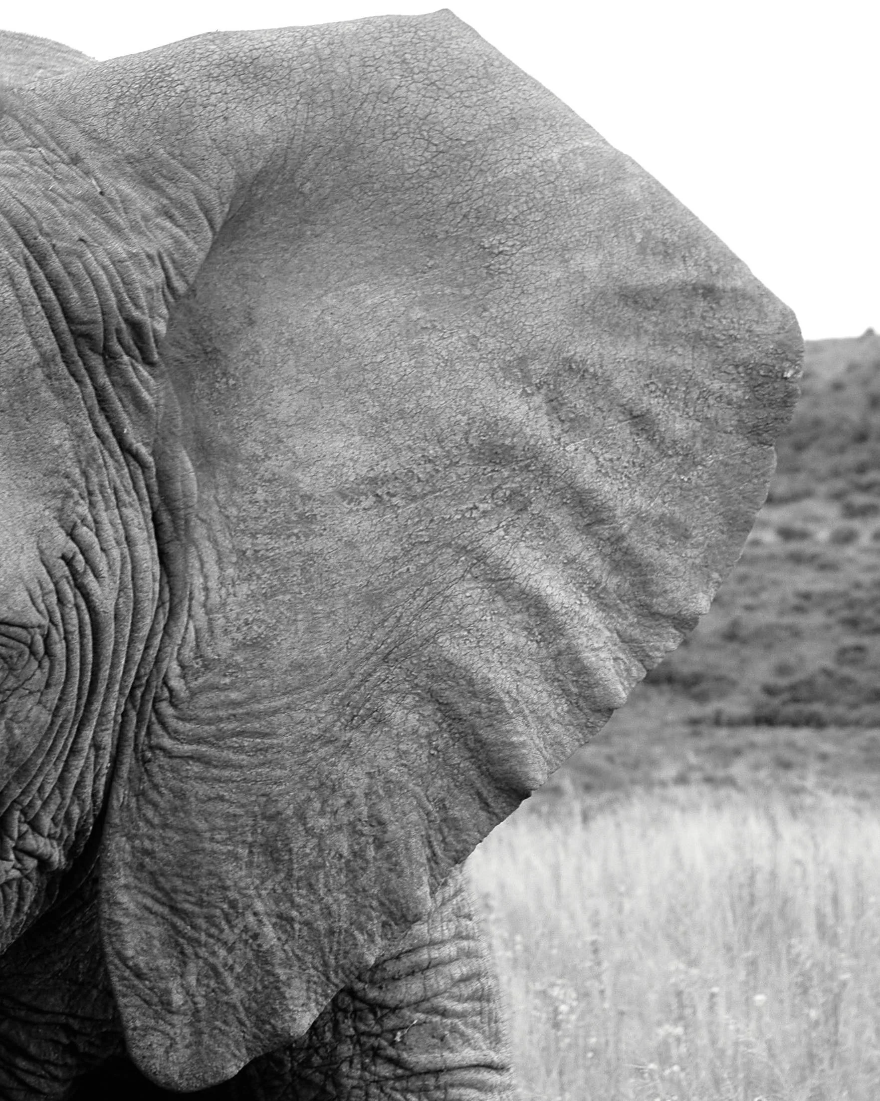 elephant 2.jpg